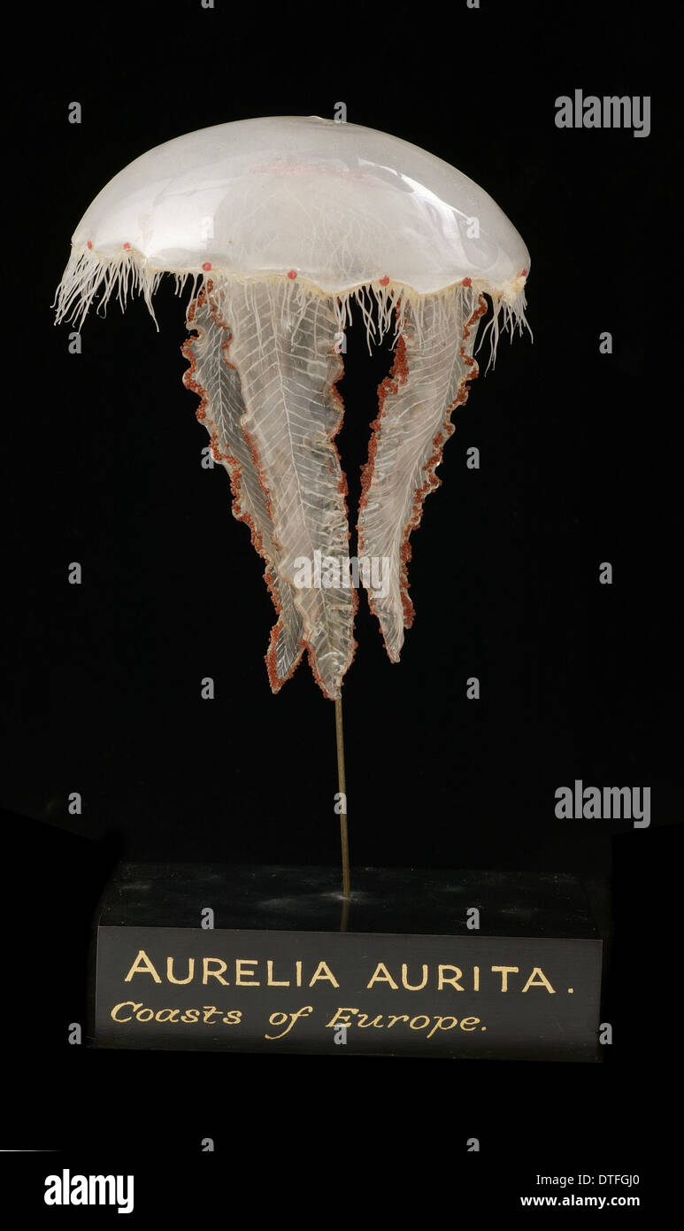 Modèle de méduses Aurelia aurita, Banque D'Images