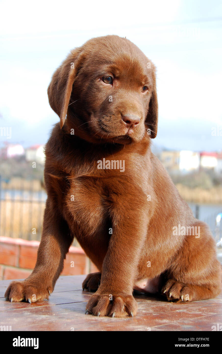 Heureux chocolat labrador puppy portrait close up Banque D'Images