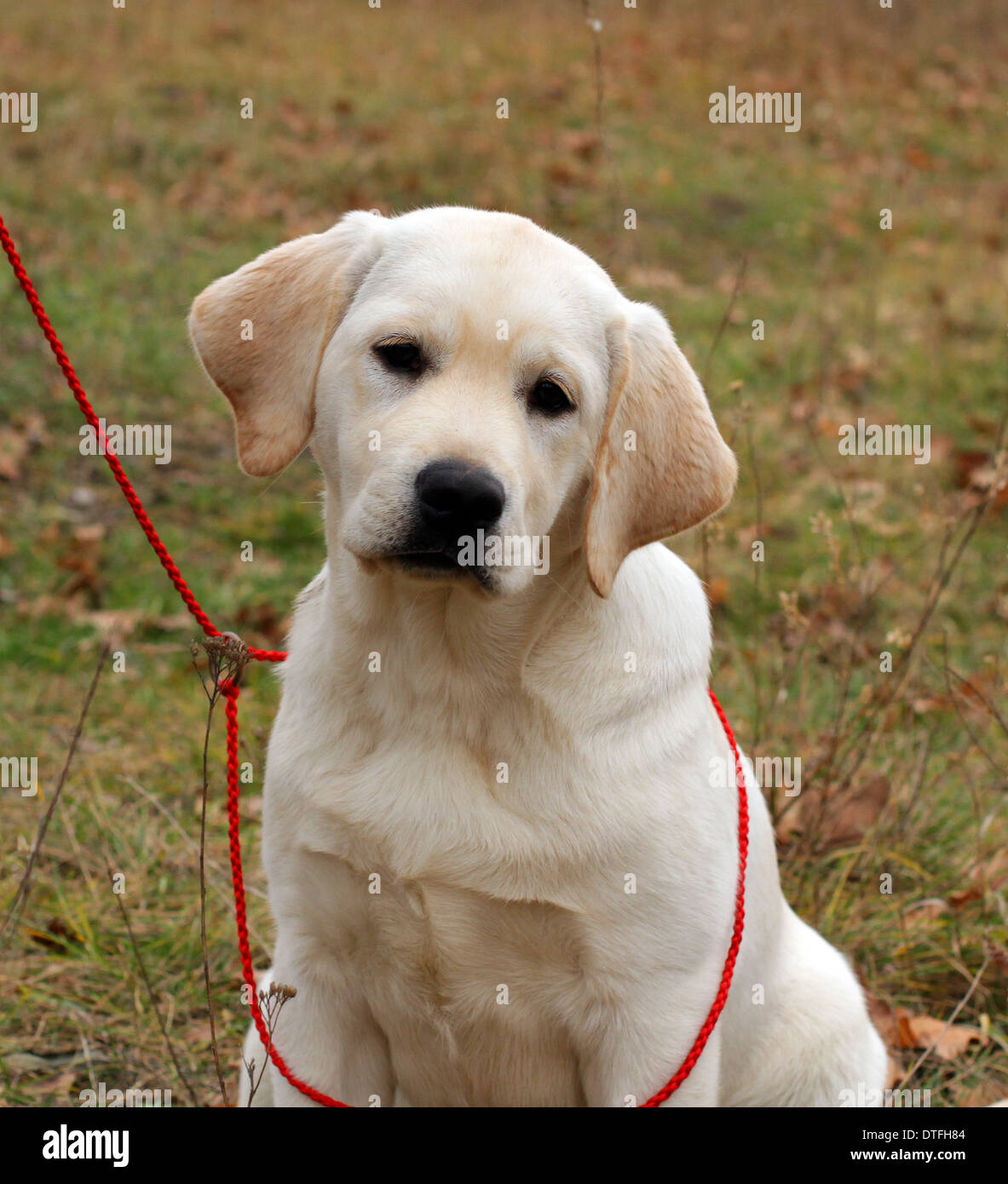 Heureux labrador jaune puppy portrait Banque D'Images