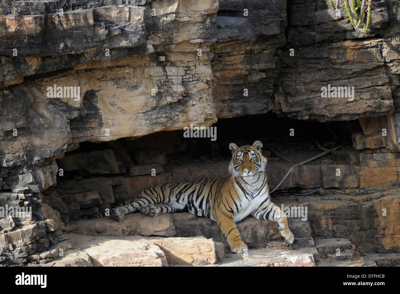 Tigre du Bengale (Panthera tigris tigris ) posé sur une falaise. Banque D'Images