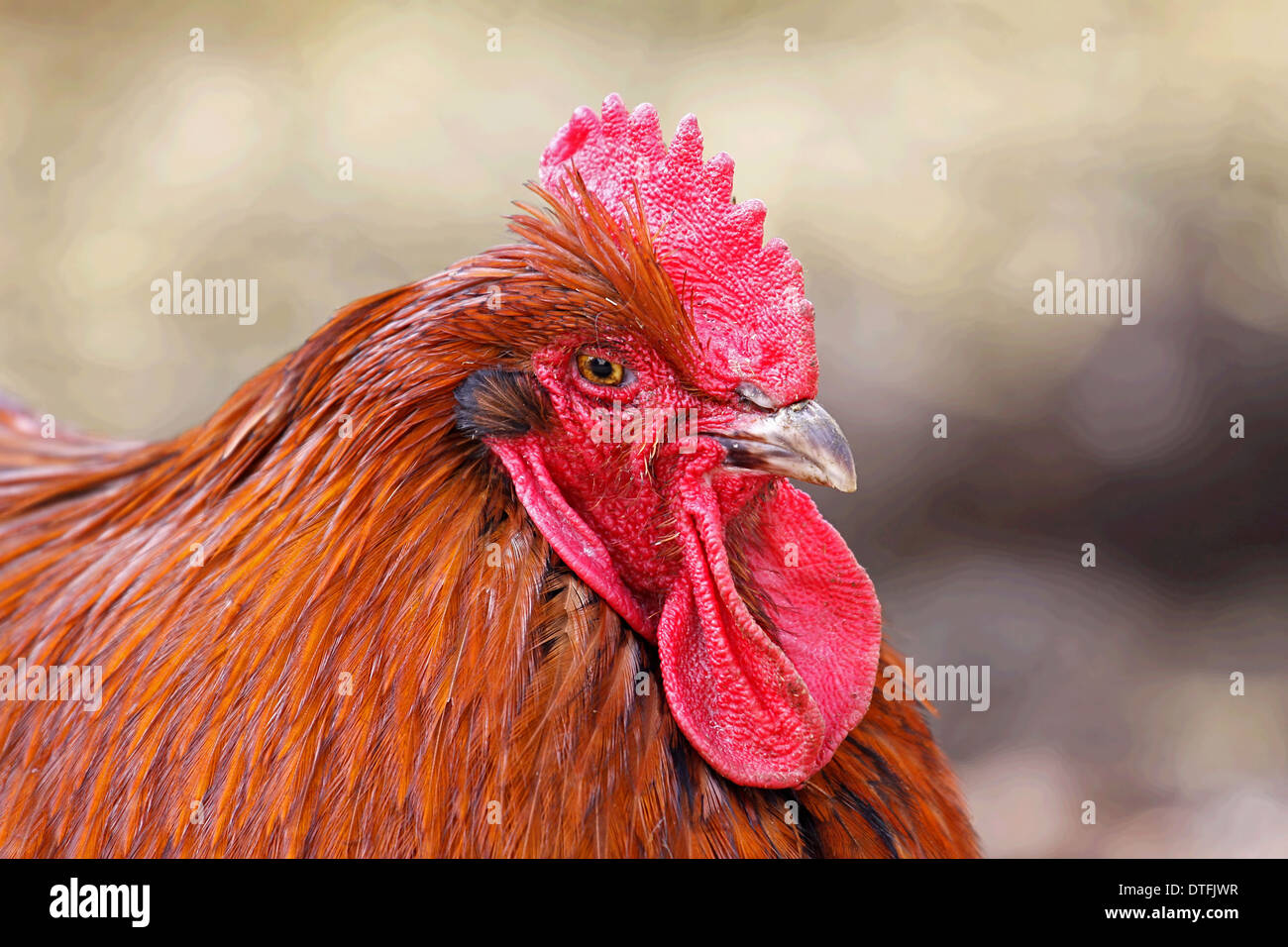 Gros animal poulet coq coloré Banque D'Images