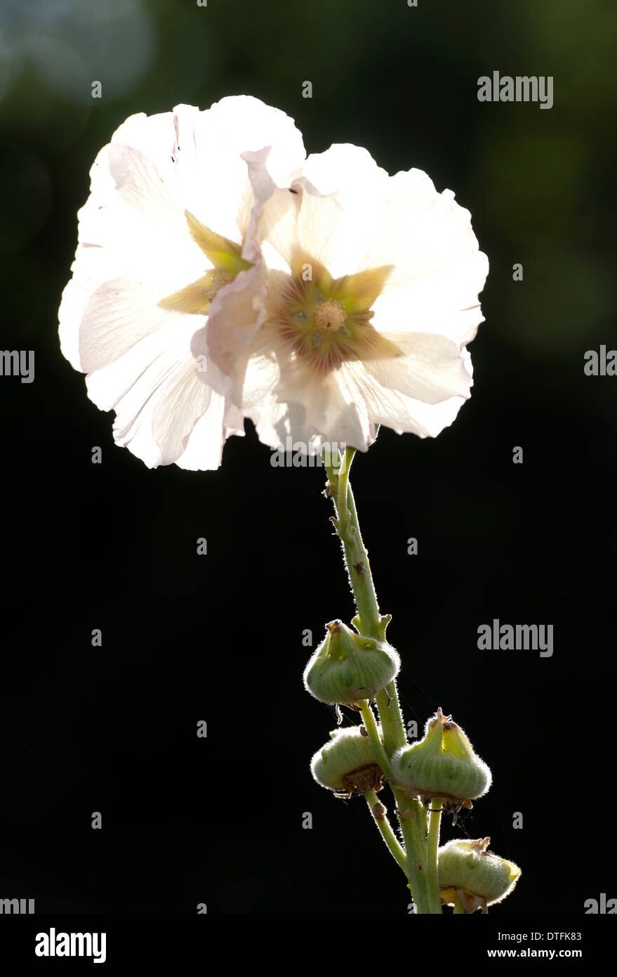 Fleurs rose trémière blanche Banque D'Images