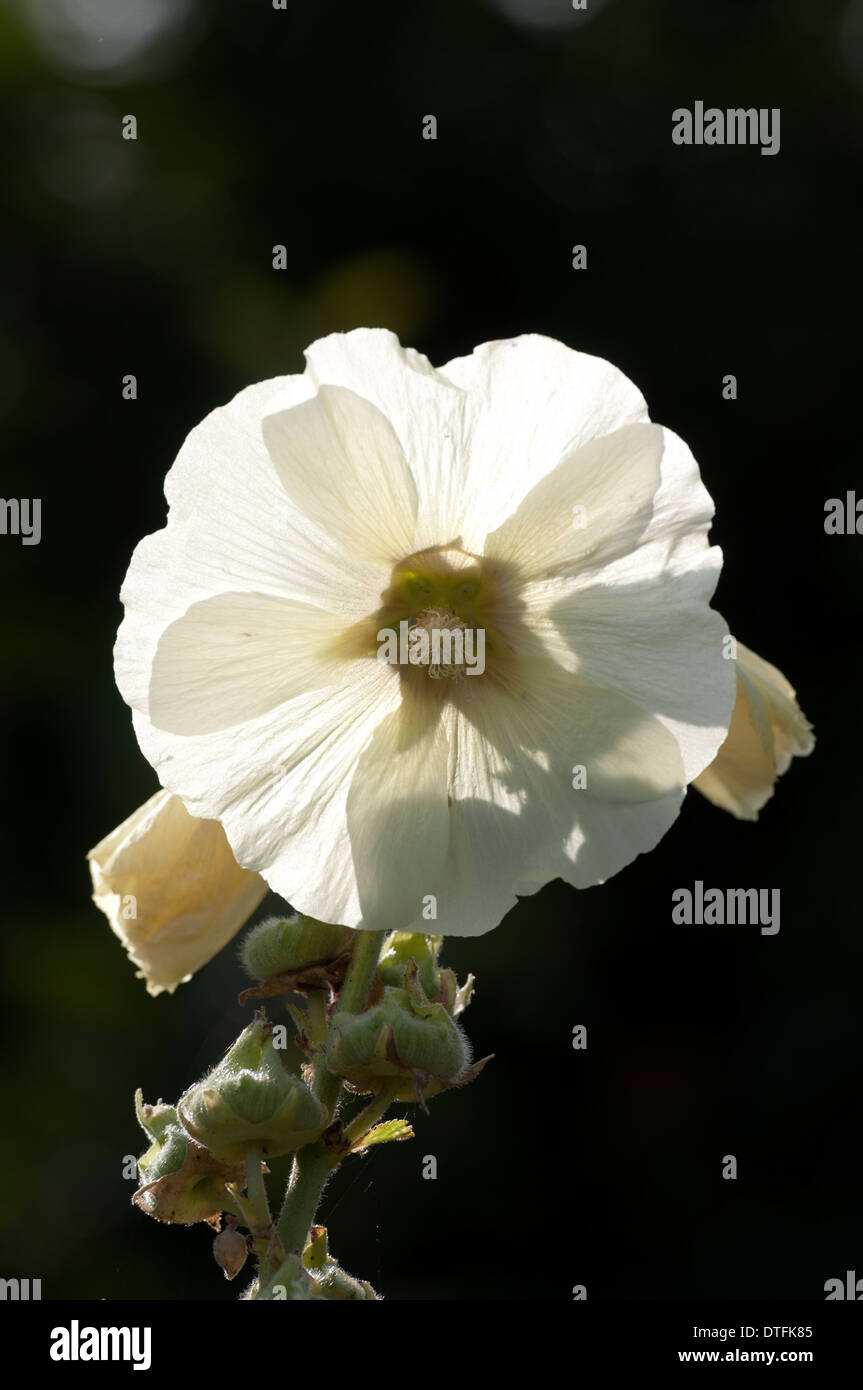 Fleur Rose Trémière blanche Banque D'Images