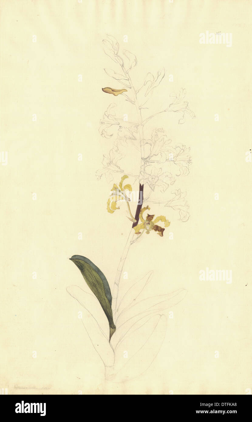 Dendrobium discolor, golden orchid Banque D'Images