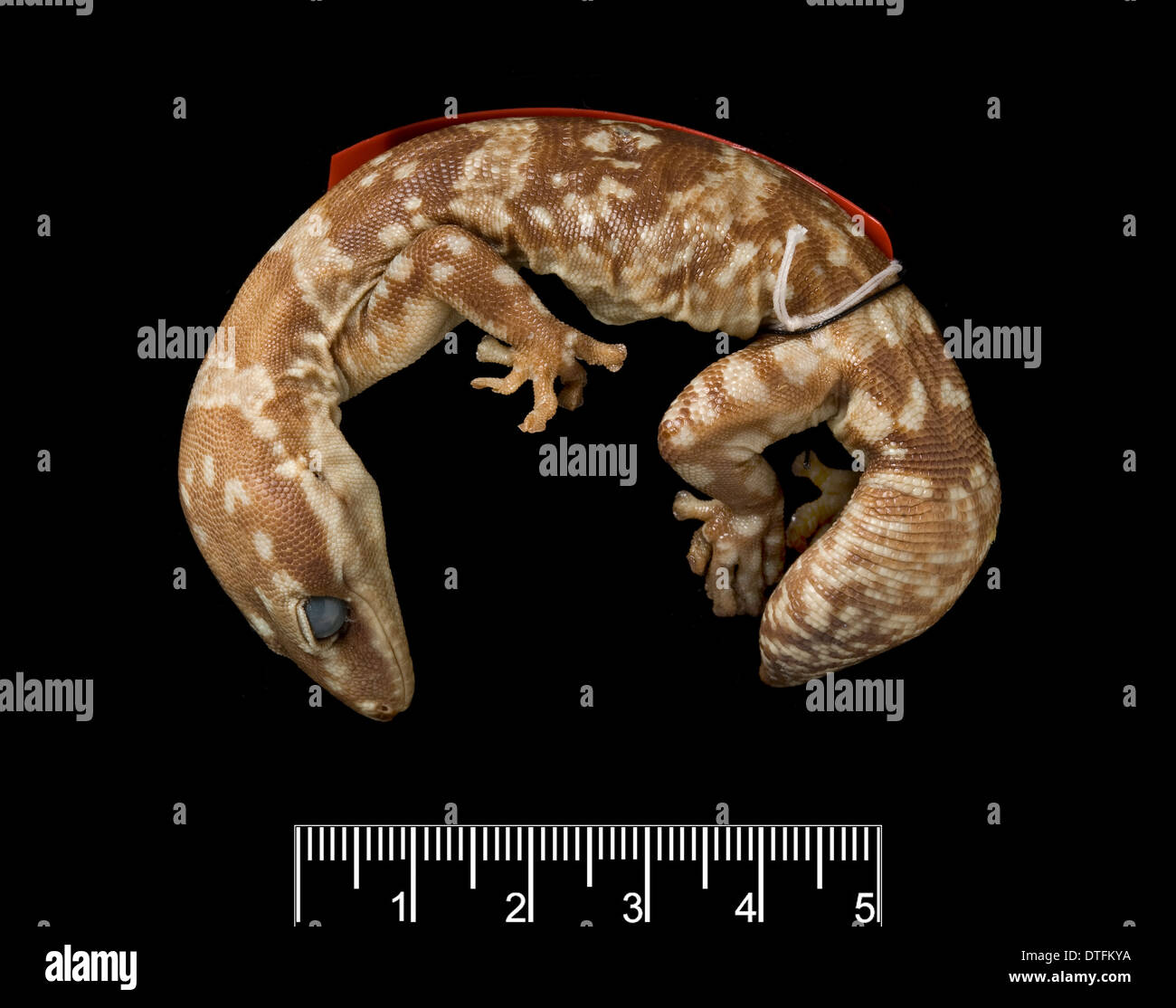 Oedura marmorata, velours marbré geckos. Banque D'Images