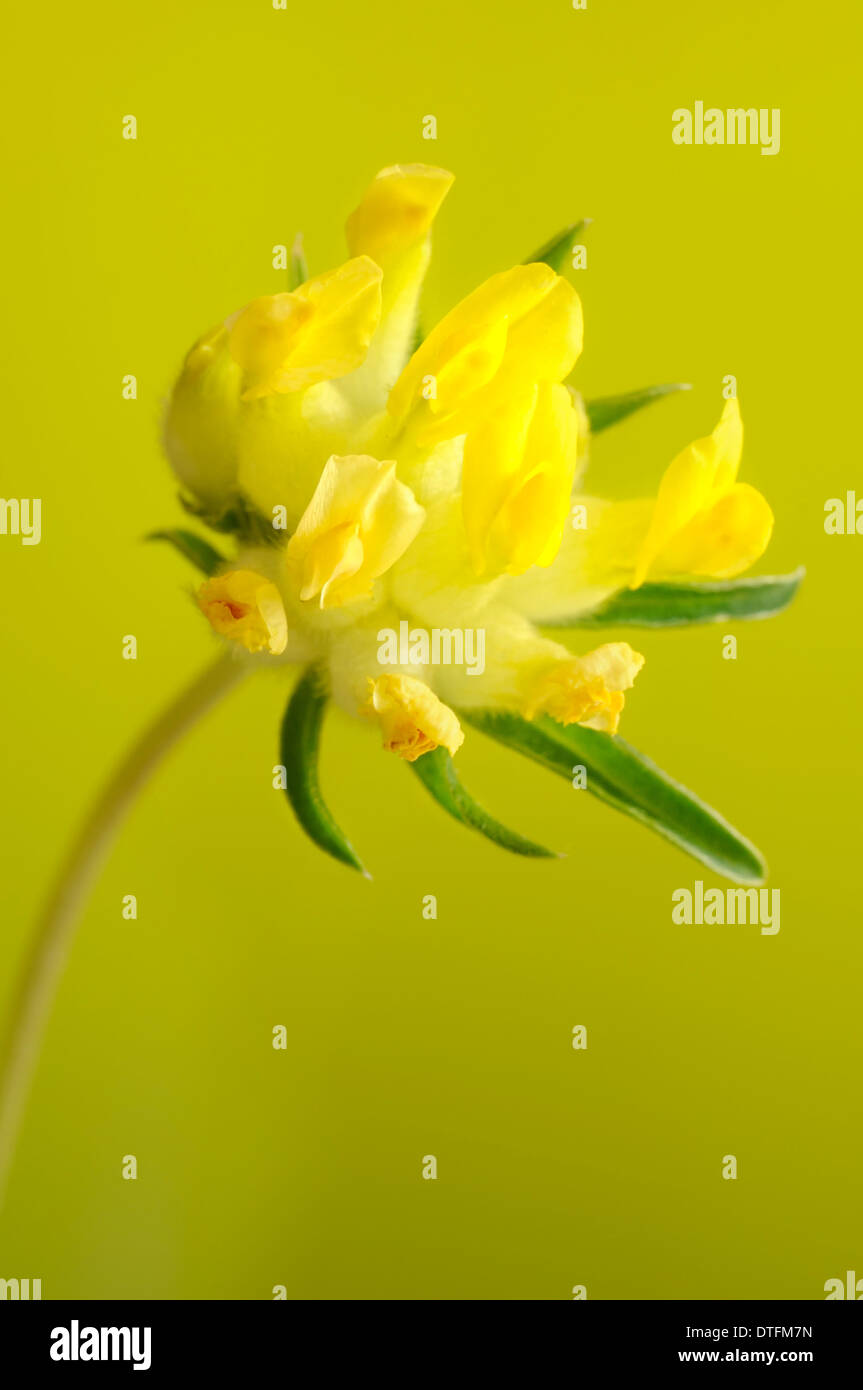 Kidneyvetch Anthyllis vulneraria, commune, portrait vertical avec de belles fleurs jaune d'outfocus arrière-plan. Banque D'Images