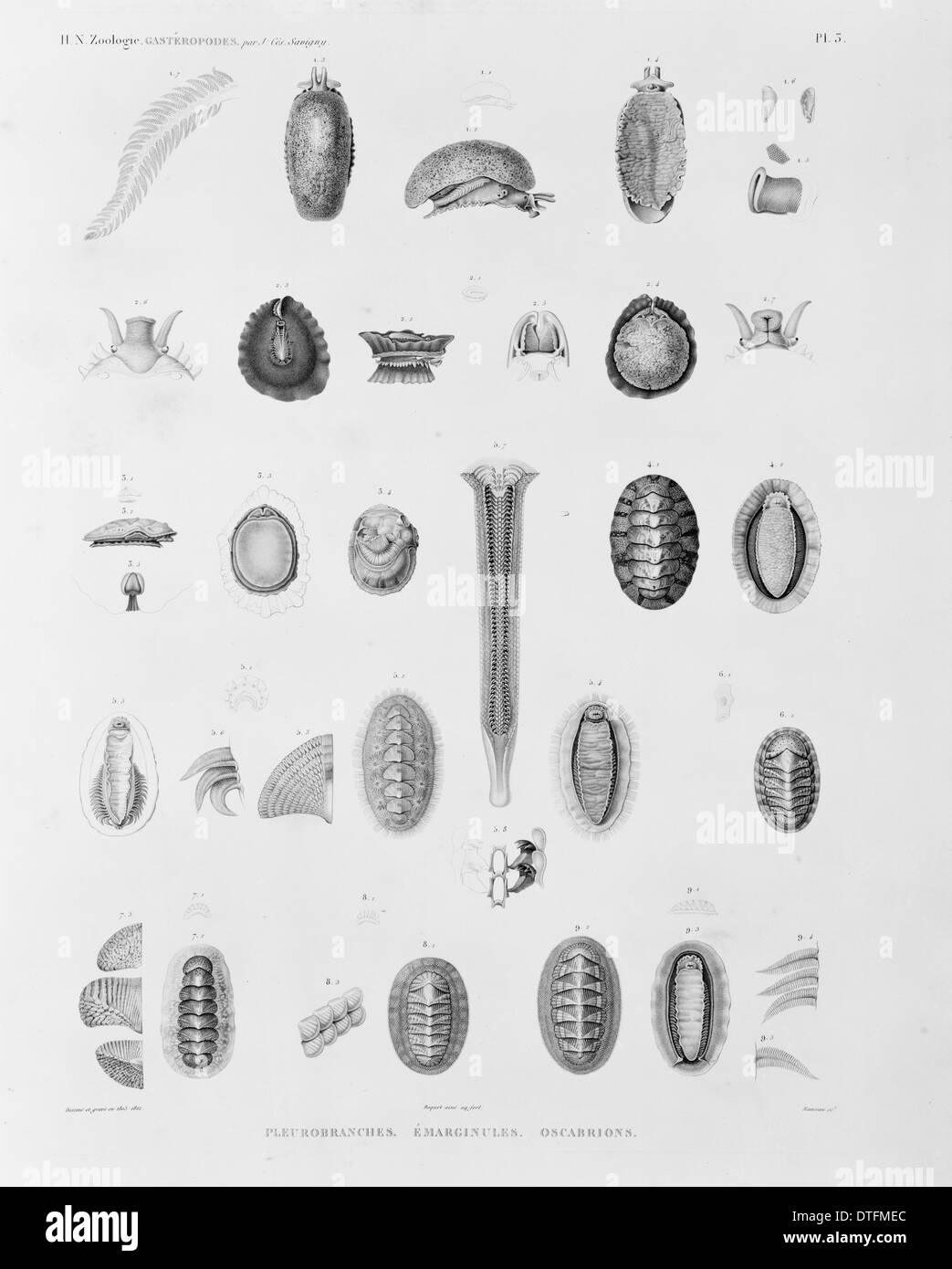 Collection de créatures de mer Banque D'Images
