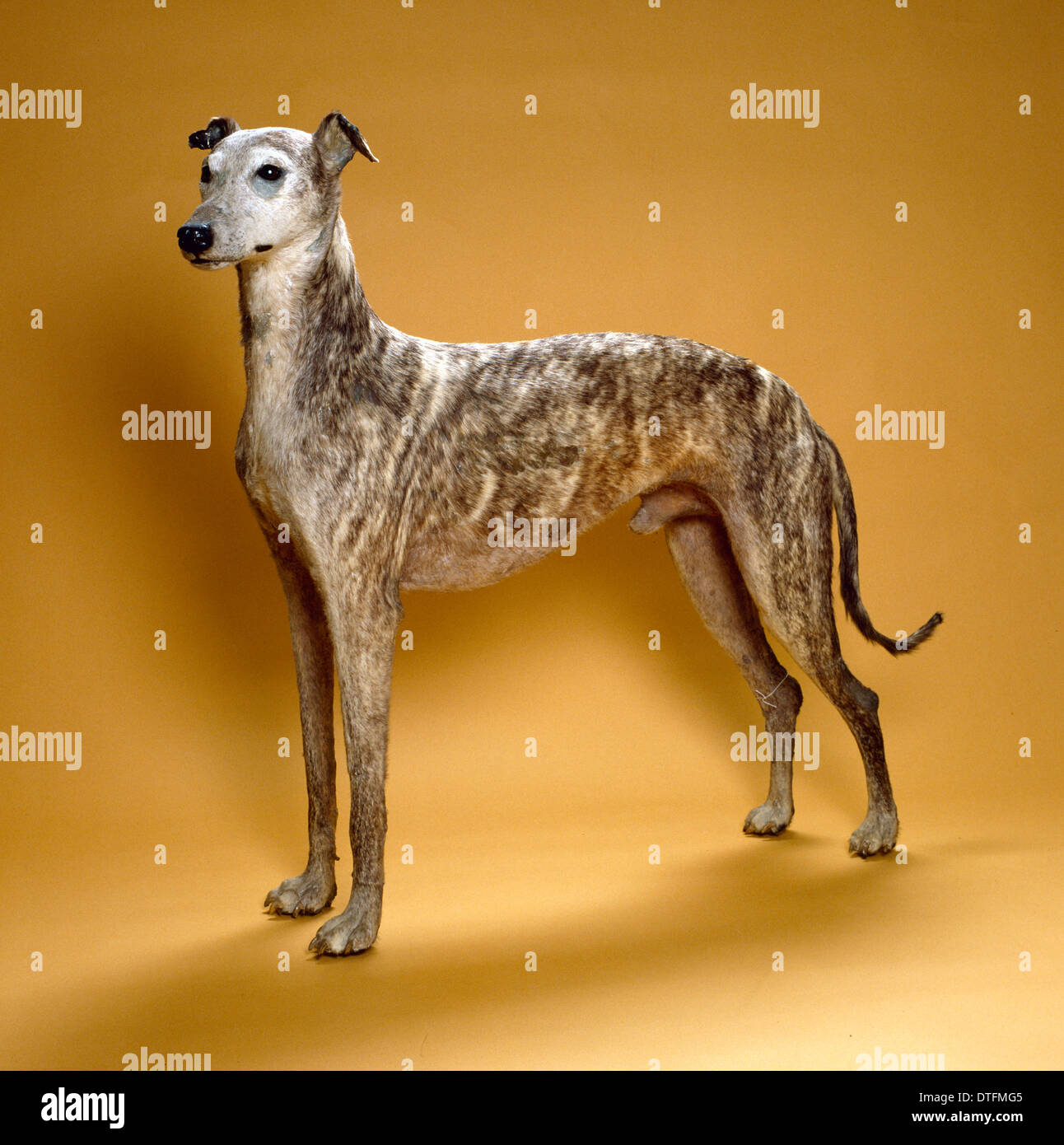 Canis lupus familiaris, chien Banque D'Images