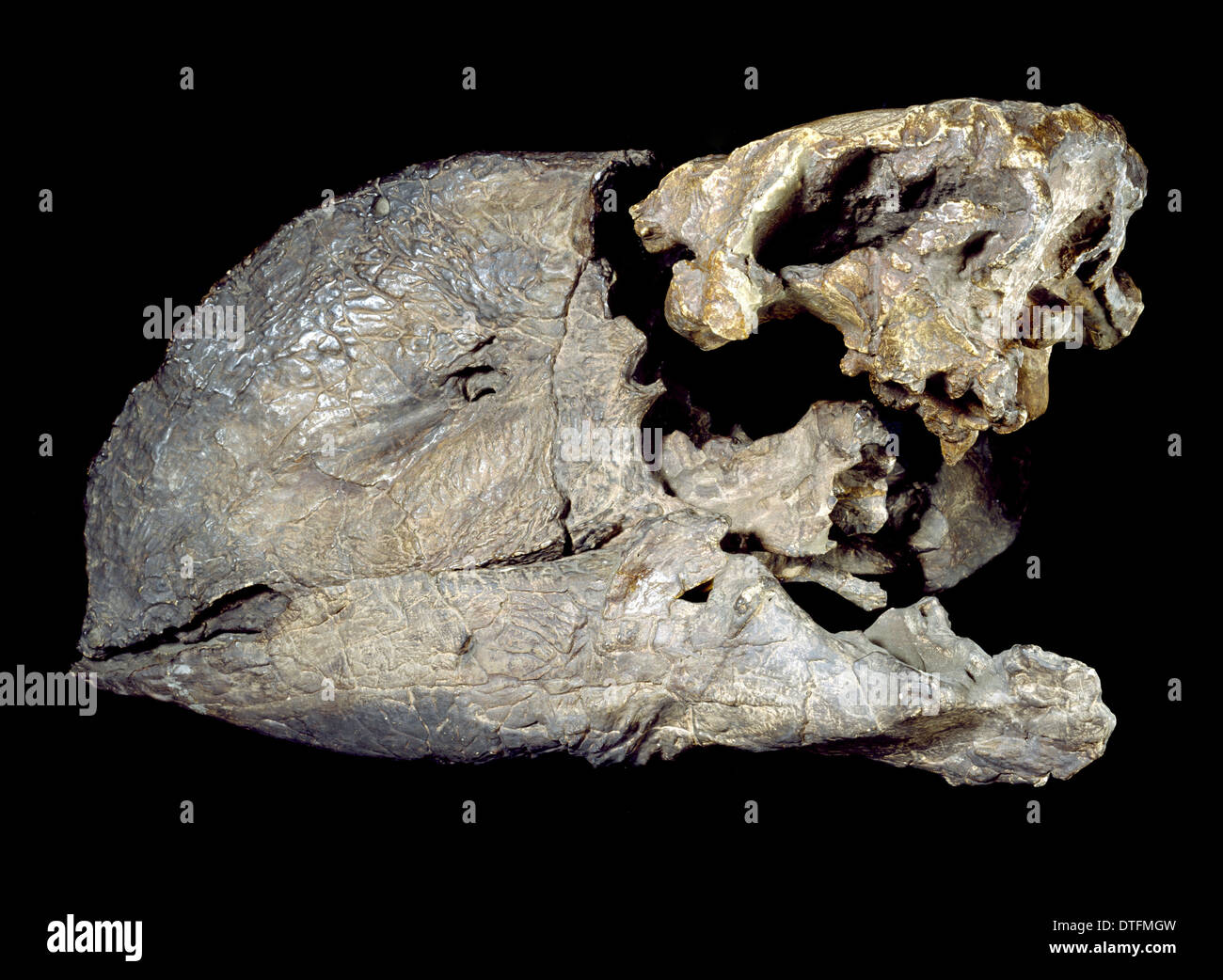 Diatryma steini crâne Banque D'Images
