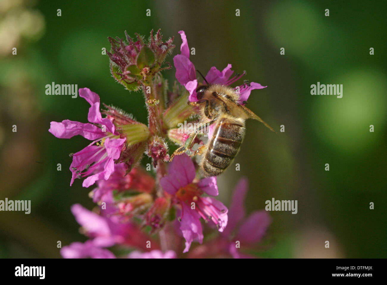 Apis mellifera, l'abeille européenne Banque D'Images