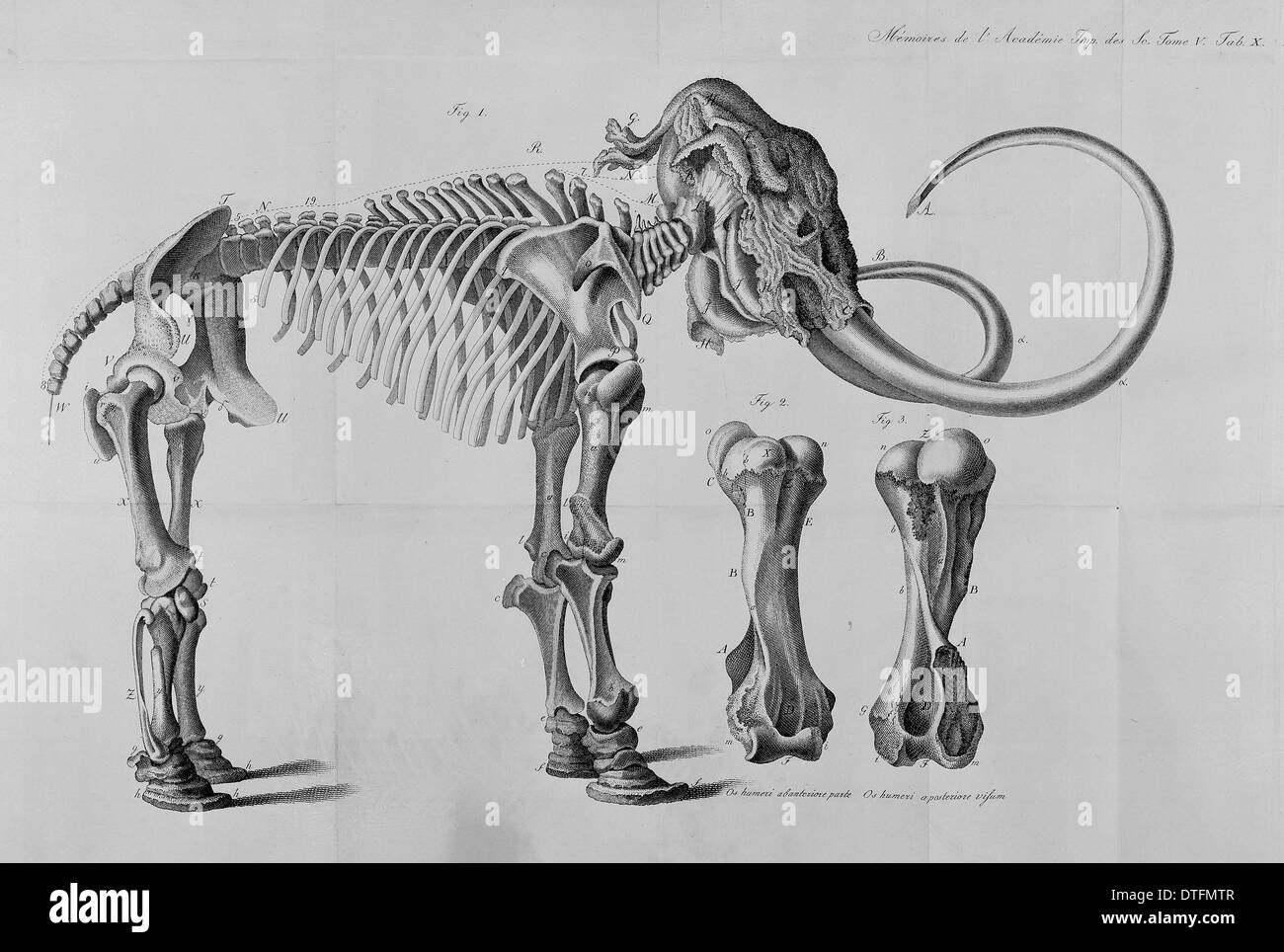 Dessin de squelette de mammouth Banque D'Images