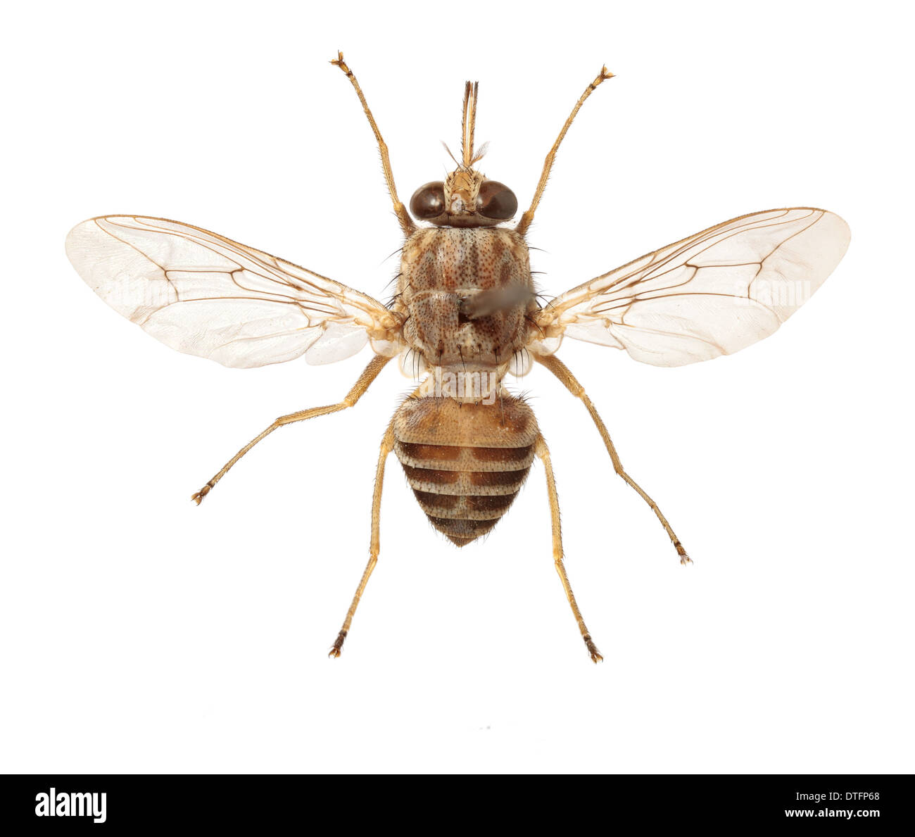 Glossina morsitans morsitans, savane tsetse fly Banque D'Images