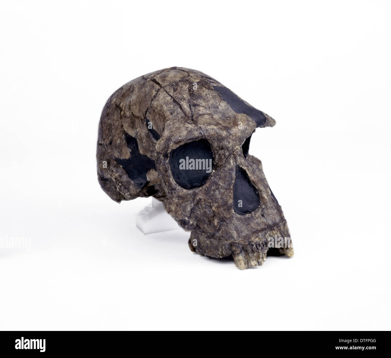 Crâne d'Homo habilis (KNM - ER 1813) Banque D'Images