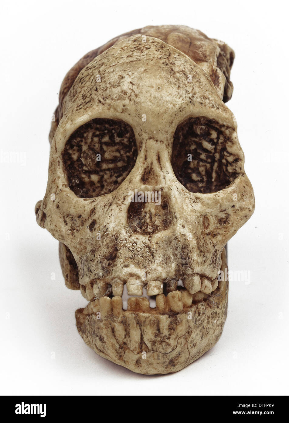 L'australopithecus africanus, l'enfant Taung Banque D'Images