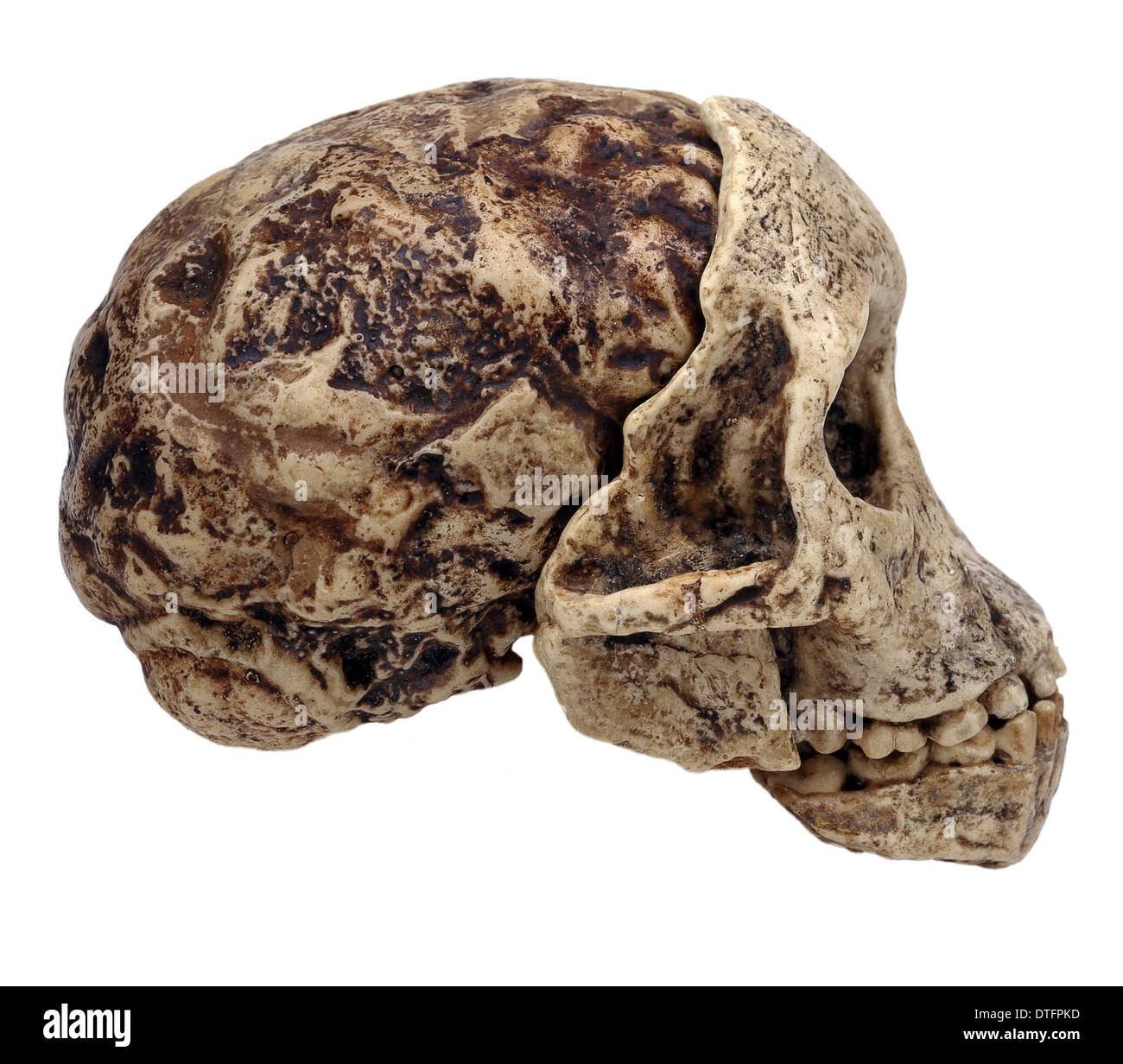 L'australopithecus africanus, l'enfant Taung Banque D'Images