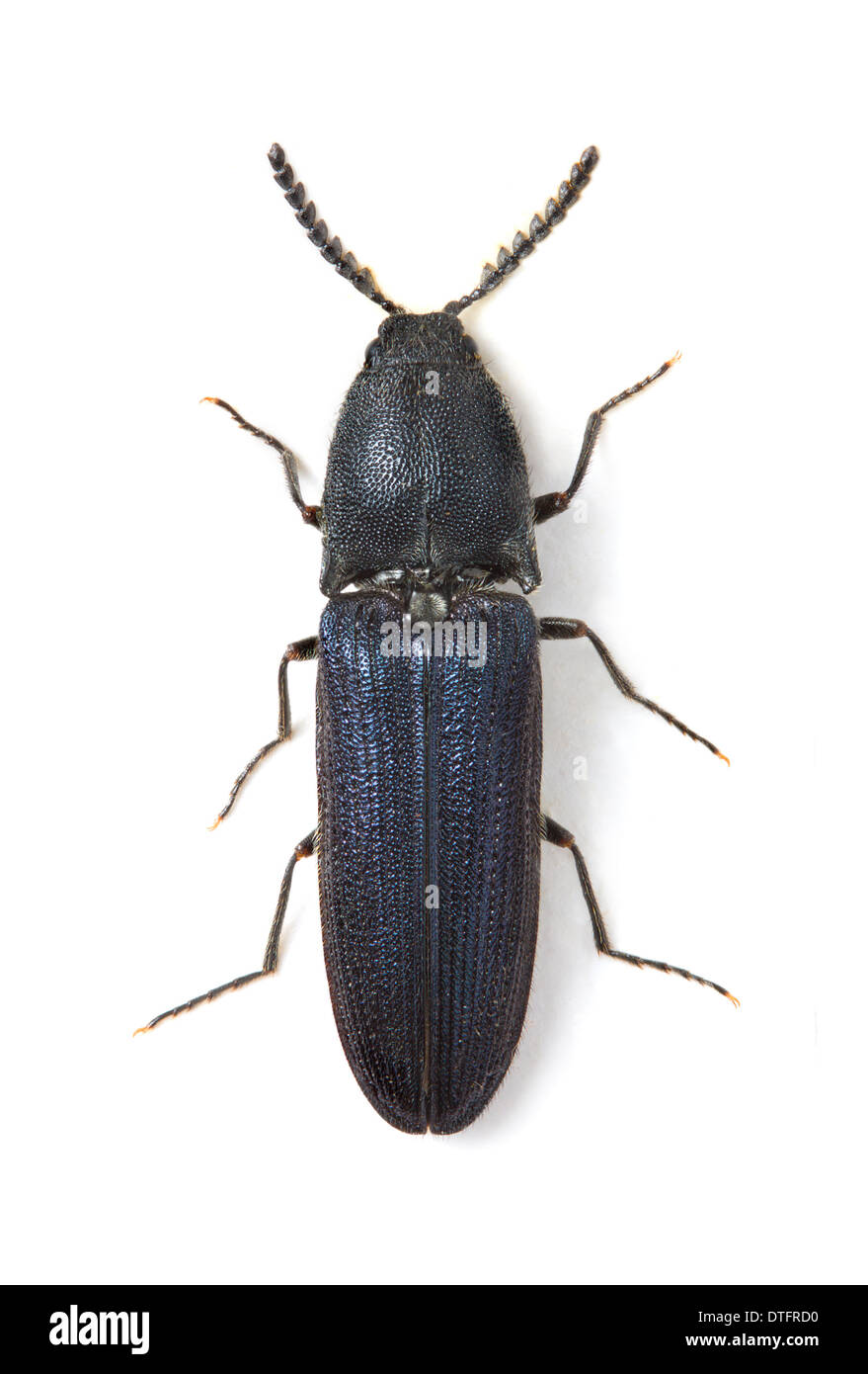 Limoniscus violaceus violet, cliquez sur Banque D'Images