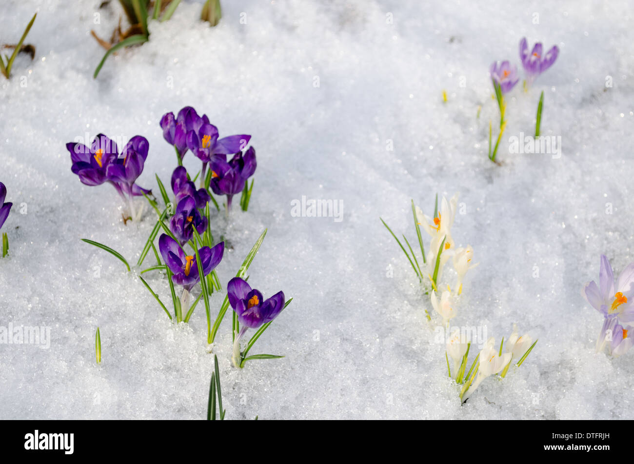 Les petits crocus violet sur frozen in garden Banque D'Images