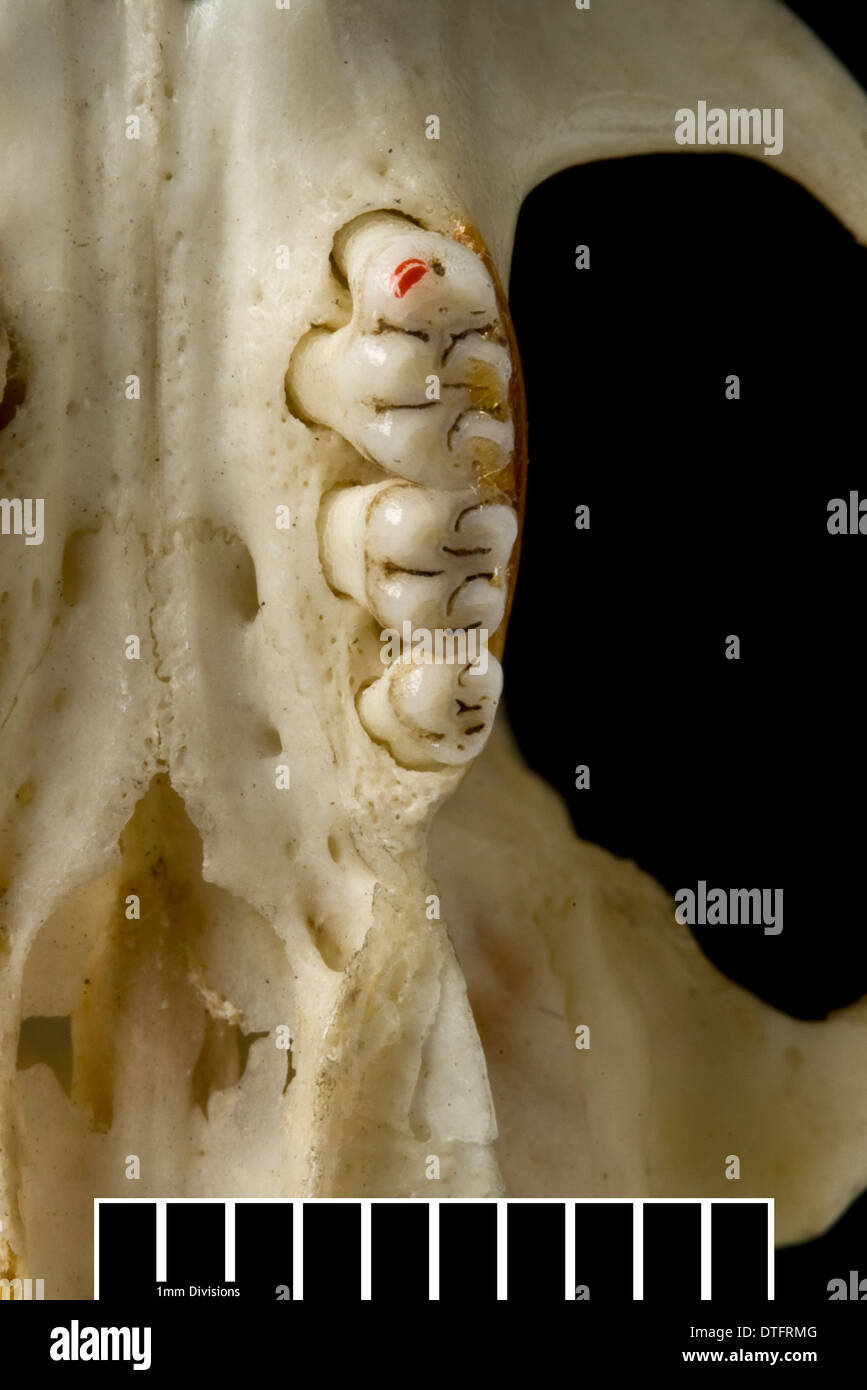 Megalomys luciae, Saint Lucia rat géant (holotype) Banque D'Images