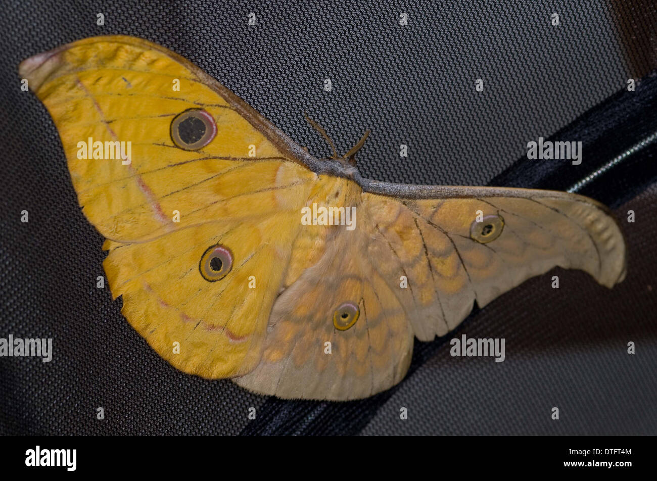 Gynandromorph silkmoth Antheraea frithi,. Banque D'Images