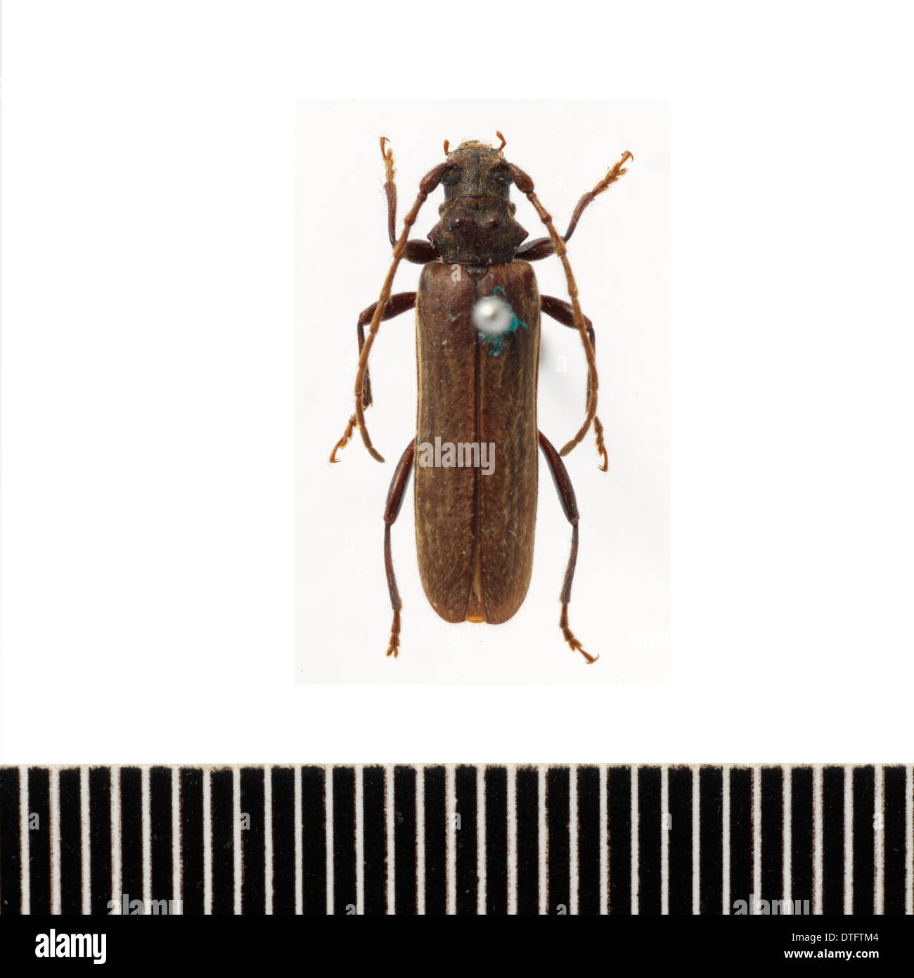 Ambeodontus tristis, deux dents longhorn Banque D'Images