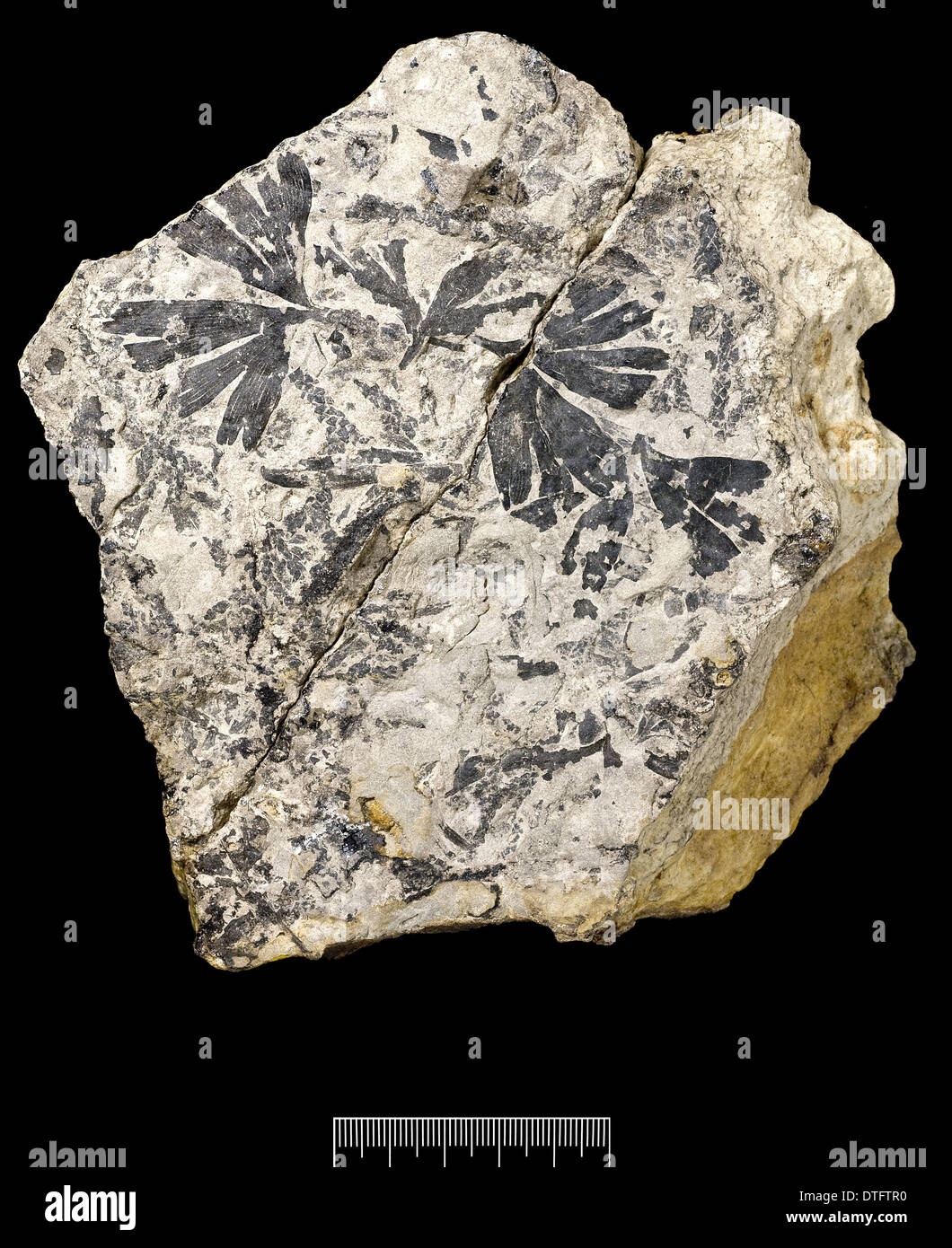 Le Ginkgo huttoni, plante fossile Banque D'Images