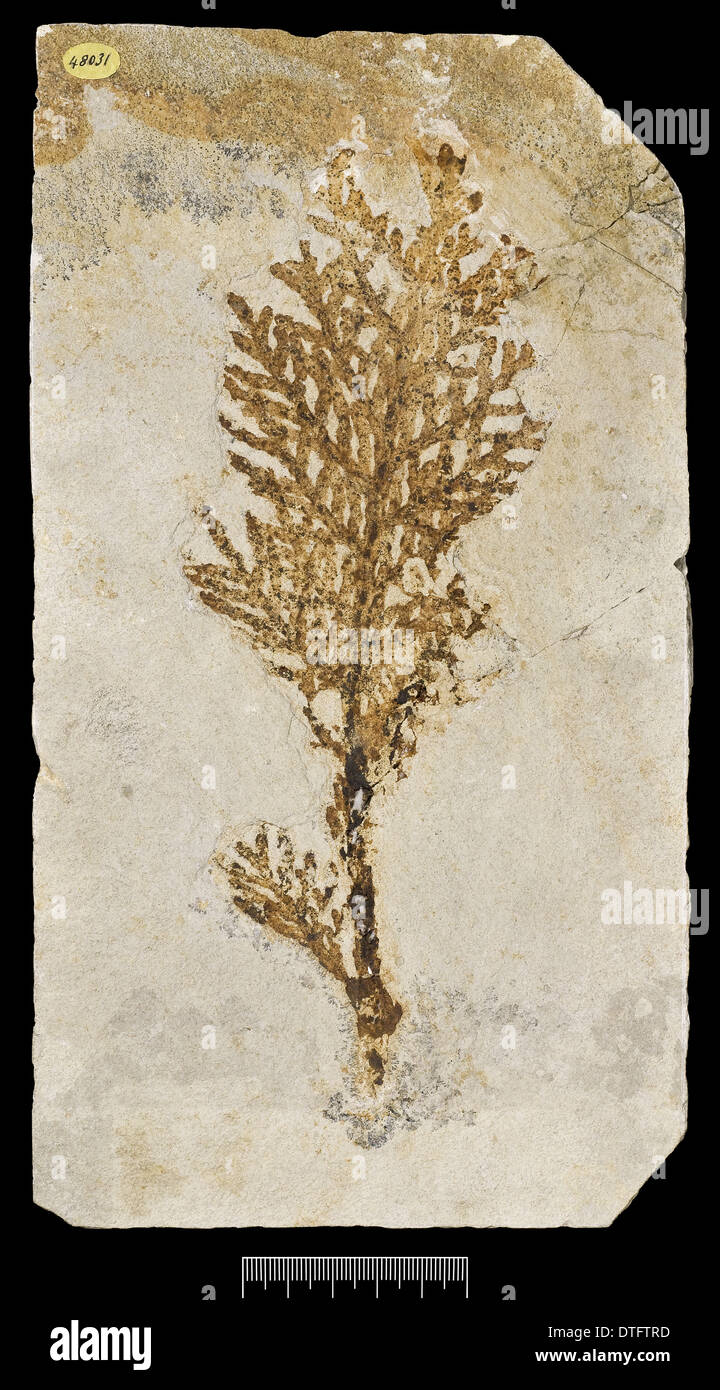 Brachyphyllum princeps, plante fossile Banque D'Images