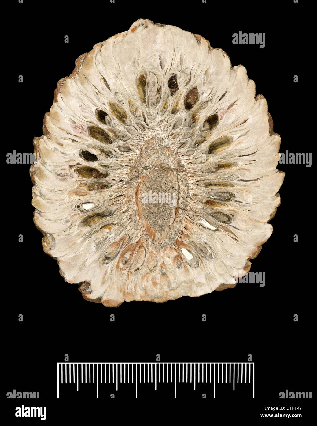 Araucaria mirabilis, cône de pin Banque D'Images