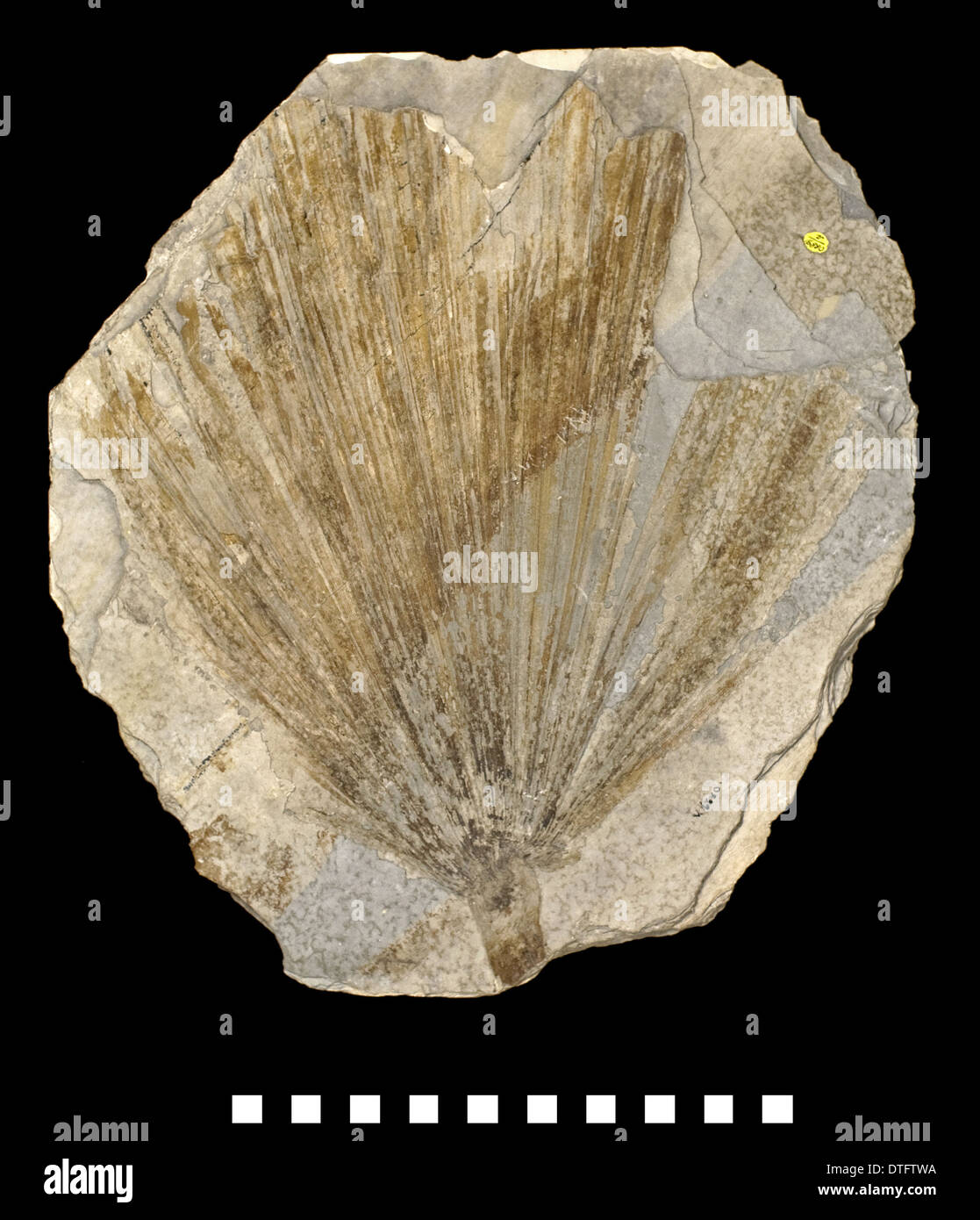 Plante fossile, comanonis Sabal Banque D'Images