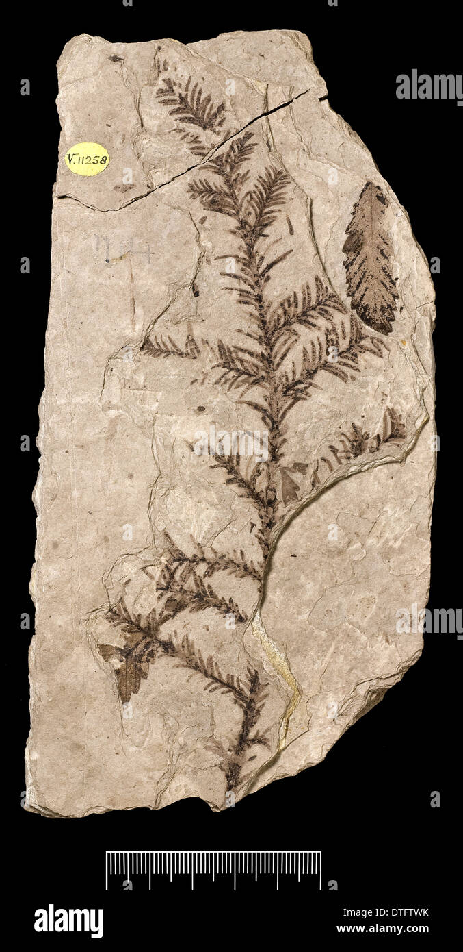 Sequoia affinis, Arbre fossile Banque D'Images