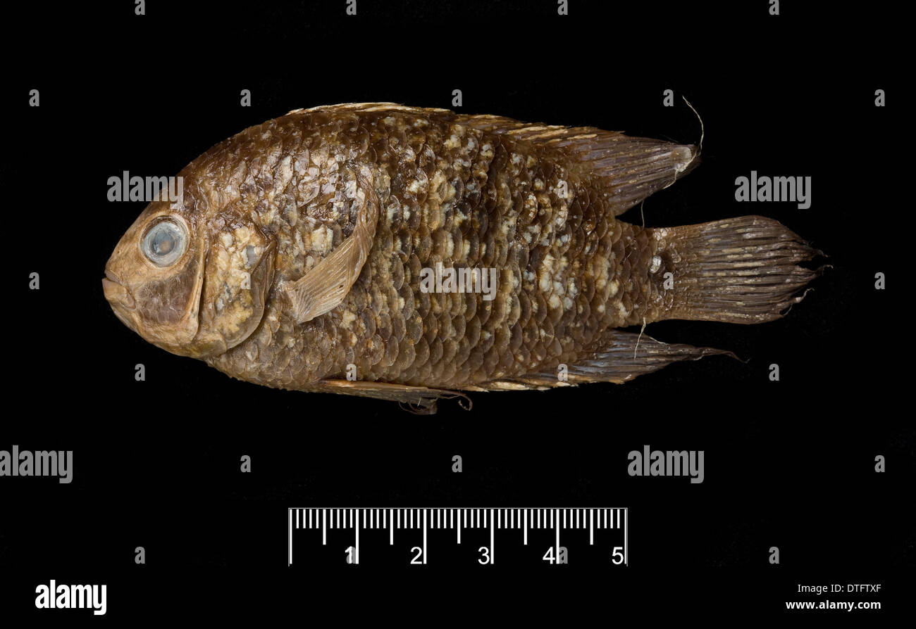 Trois produits d'un héros Banque D'Images