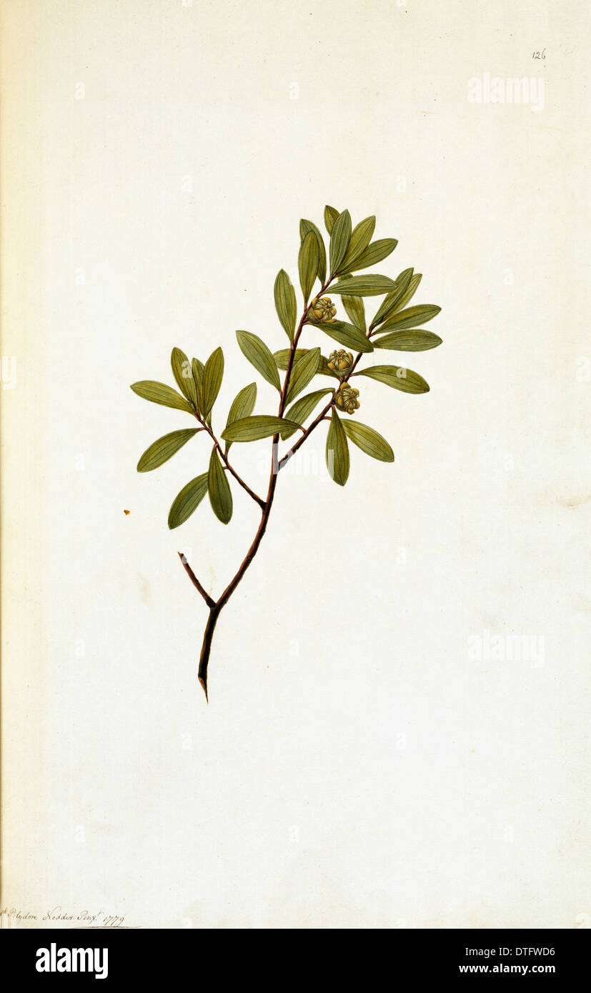 Callistemon fabricia, plateau-tree Banque D'Images