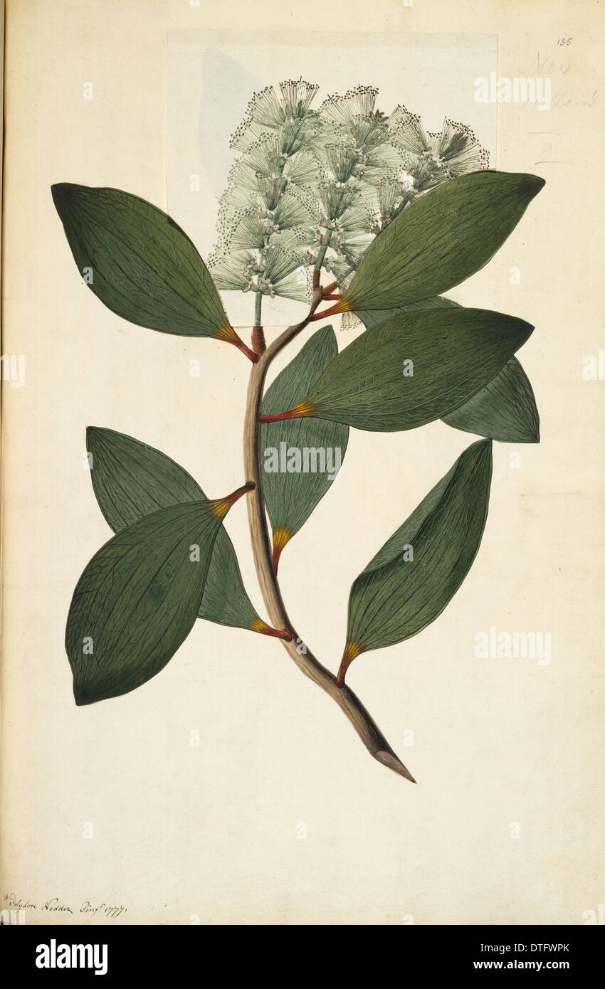 Melaleuca viridiflora, pleurant d'arbre à thé Banque D'Images