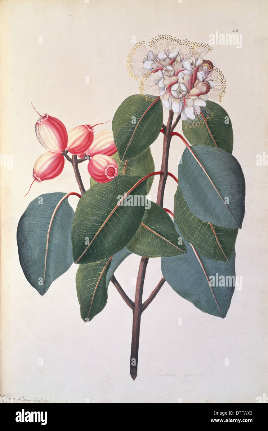 Syzygium suborbiculare, lady apple tree Banque D'Images