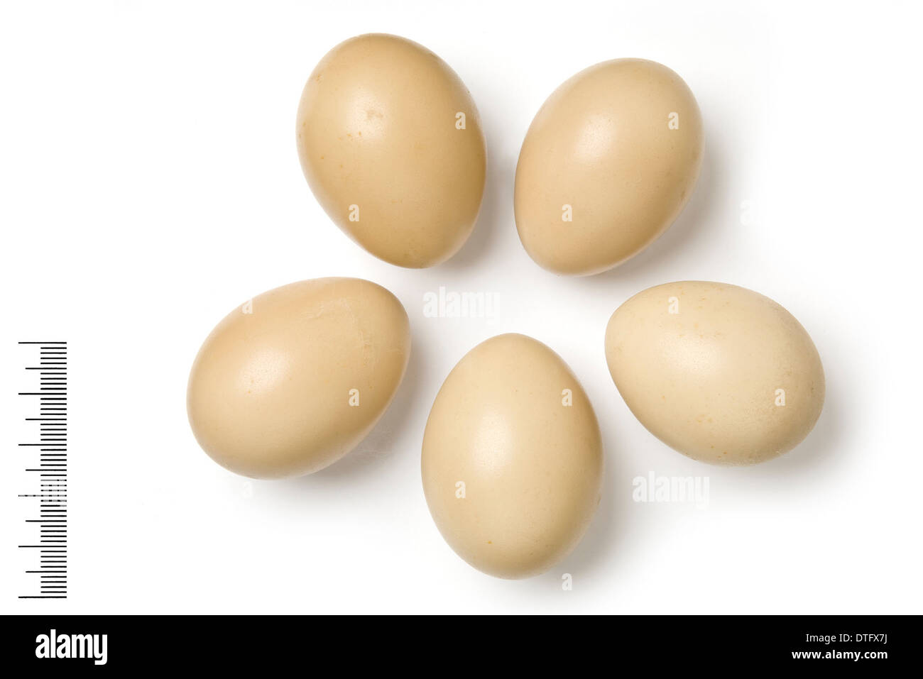 Reevesil Syrmaticus, préfet des oeufs de faisan Banque D'Images