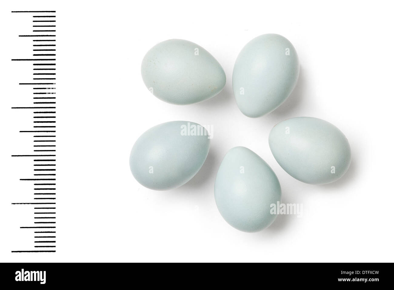 Ficedula semitorquata, semi-pêcheur huppé oeufs Banque D'Images