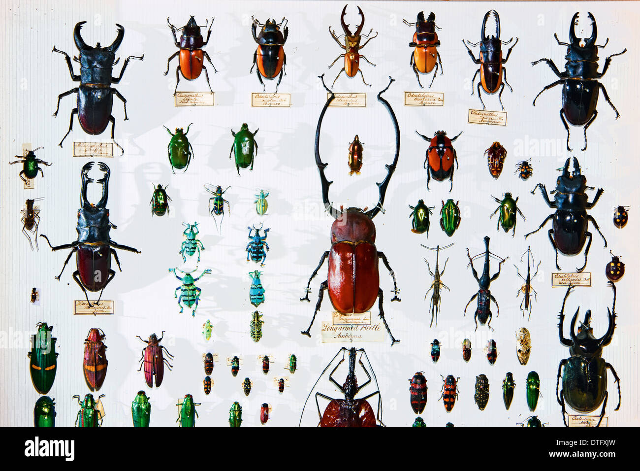 Les spécimens de Coléoptères la Wallace Collection Banque D'Images