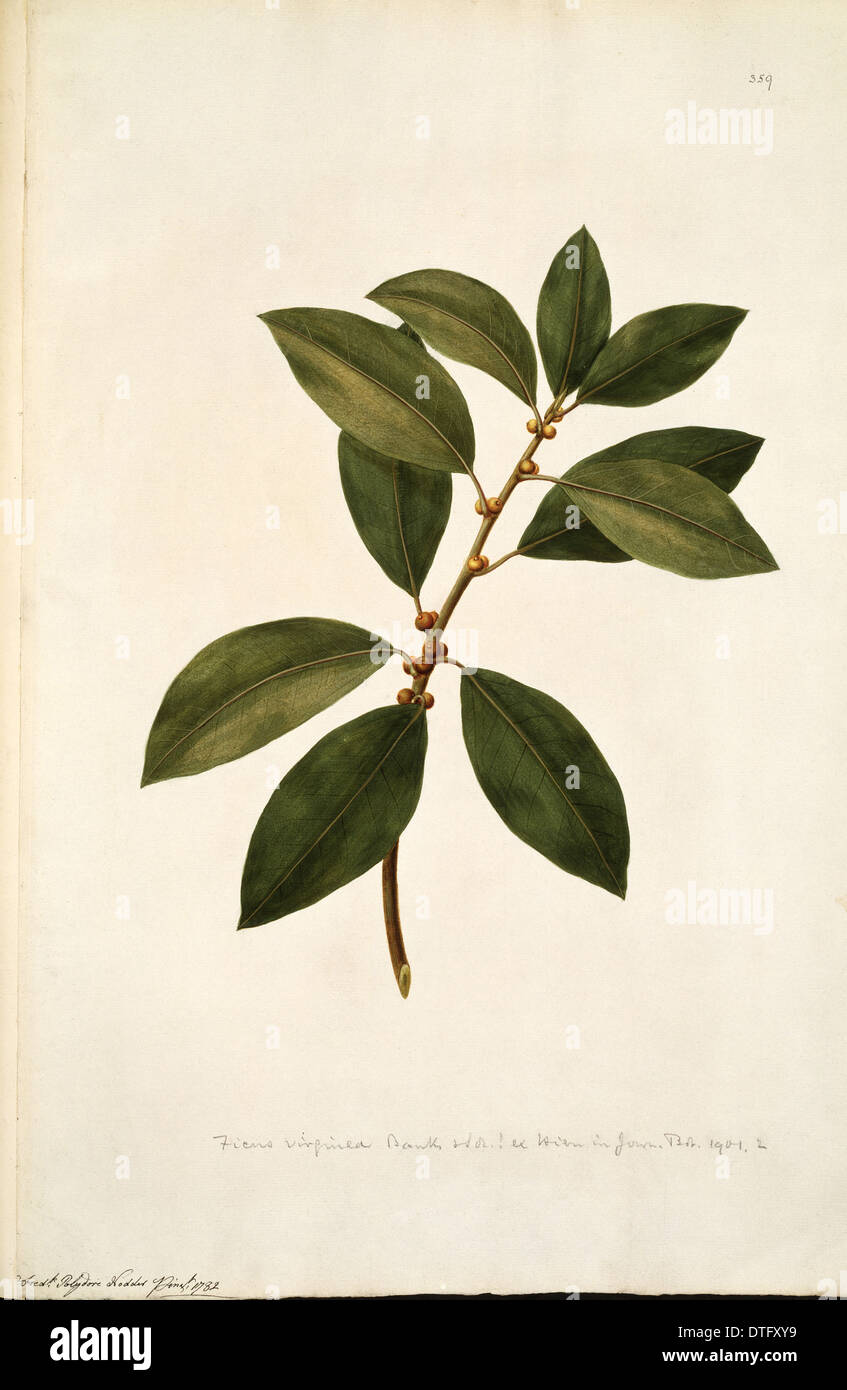 Ficus obliqua, petites feuilles de figuier Banque D'Images