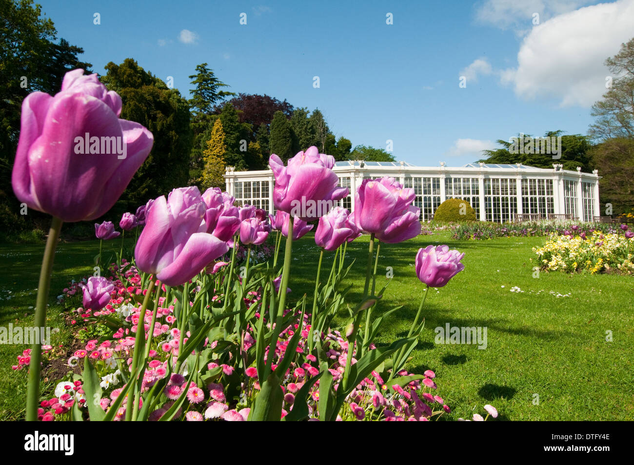 Le Camellia House et Jardins de Wollaton Hall et Deer Park, Nottingham England UK Banque D'Images
