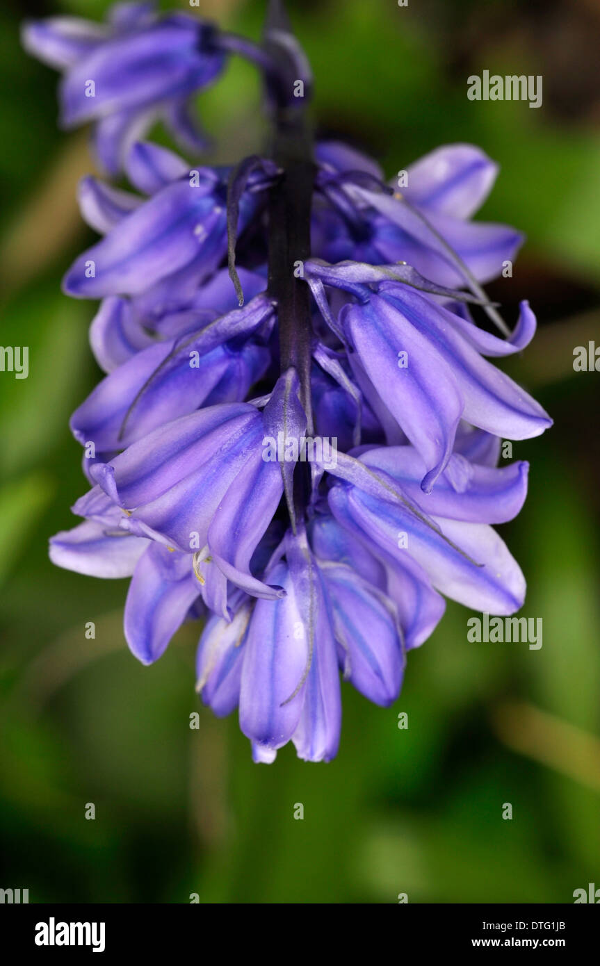 Bluebell espagnol en fleur, Dorset, UK peut Banque D'Images