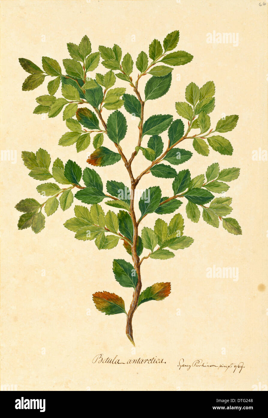 Nothofagus betuloides Banque D'Images