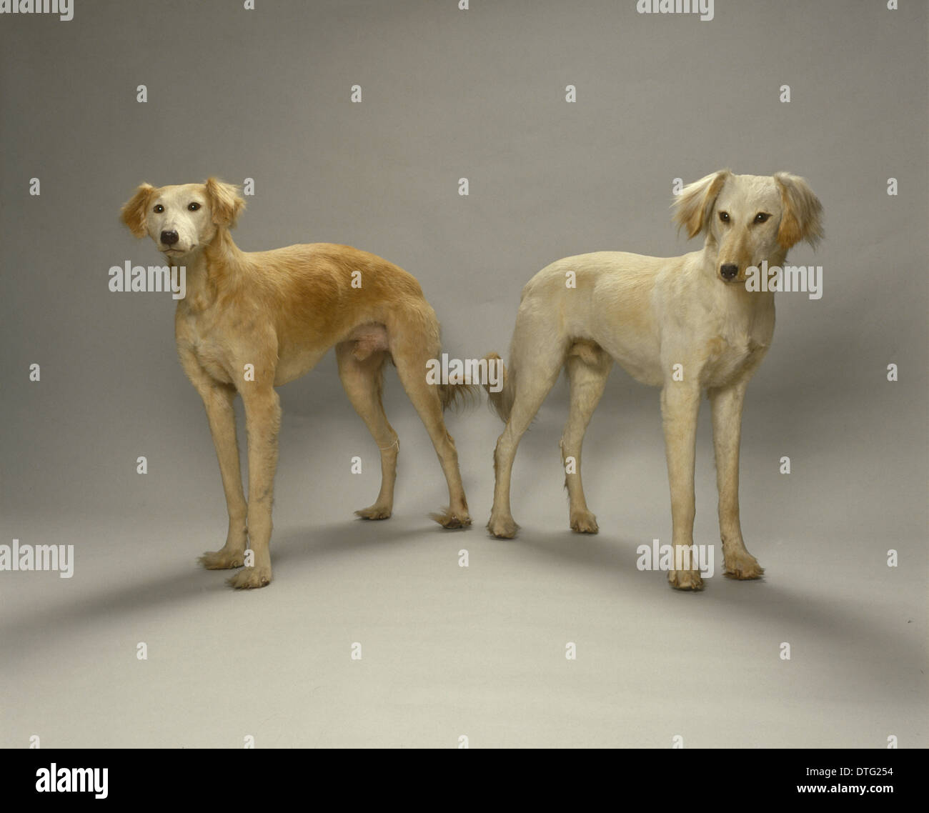 Canis lupus familiaris, chien Banque D'Images