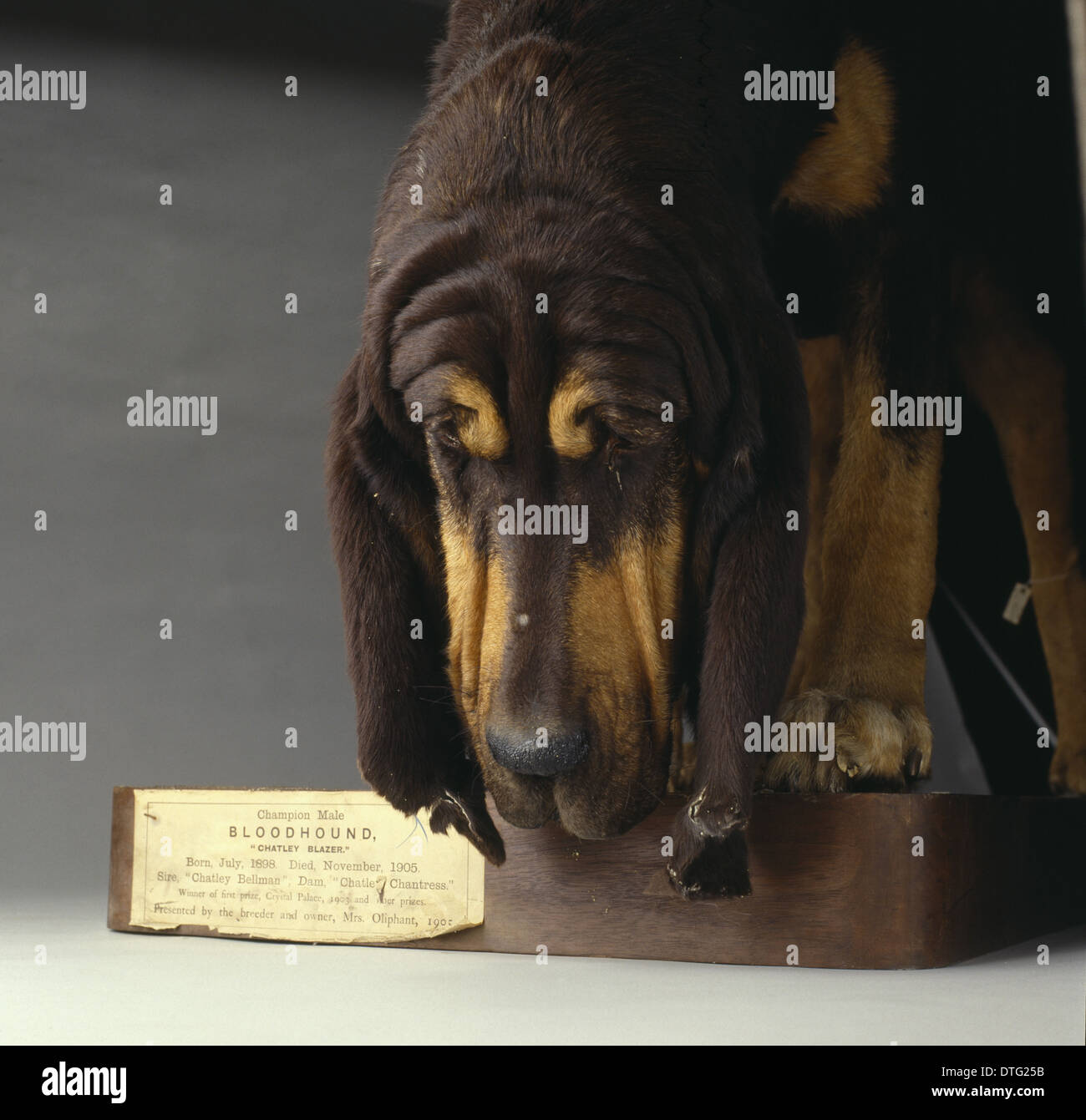 Canis lupus familiaris, chien Banque D'Images