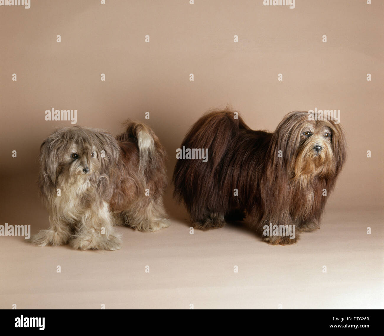 Canis lupus familiaris, chien Banque D'Images