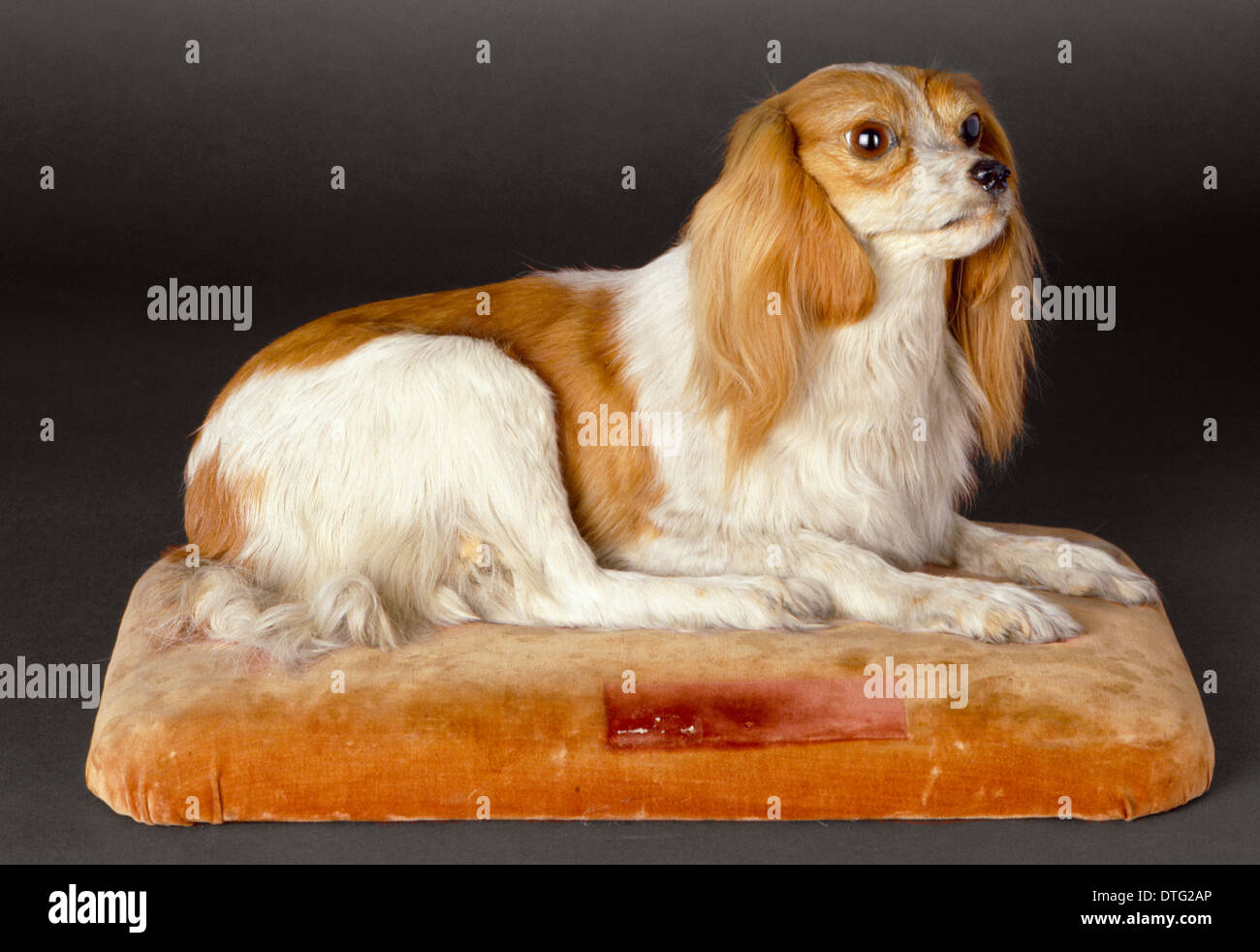 Canis lupus familiaris, chien Banque D'Images