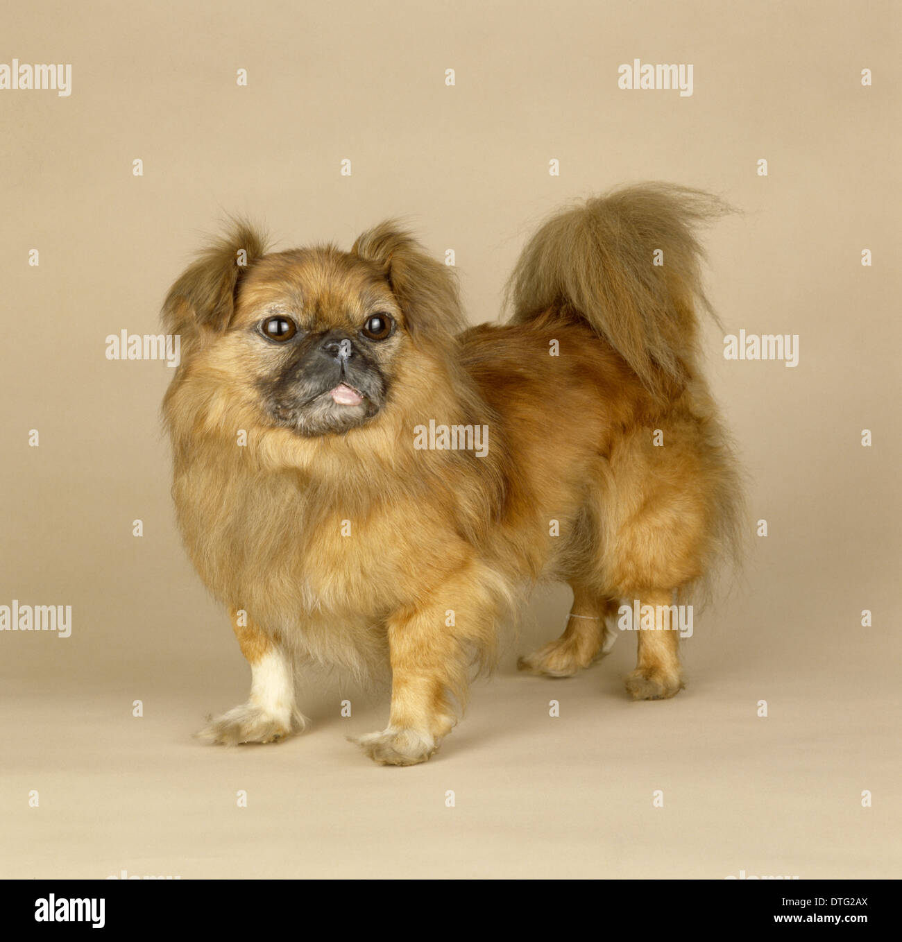 Canis lupus familiaris, chien Banque D'Images