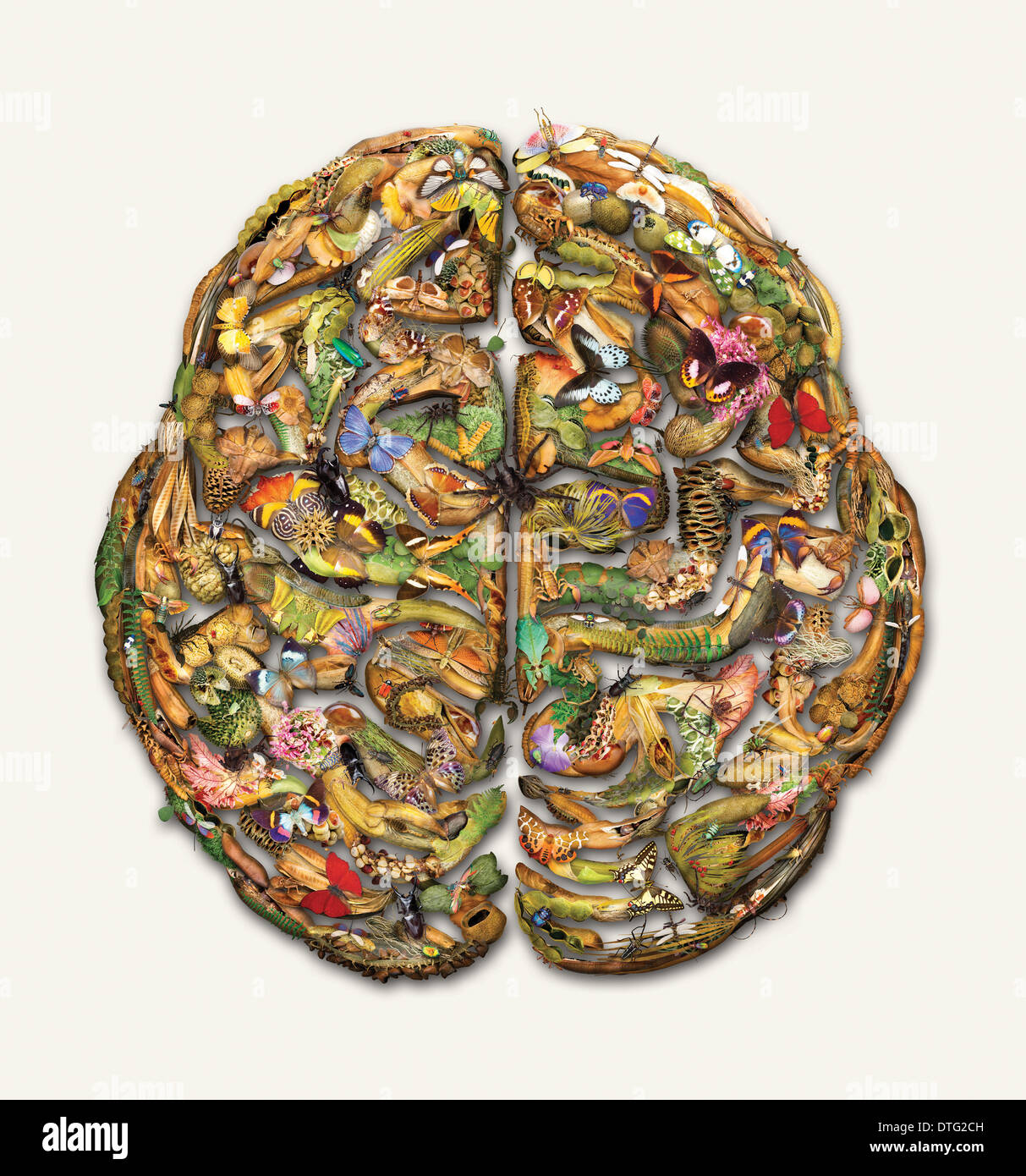Cerveau Composite photo Banque D'Images