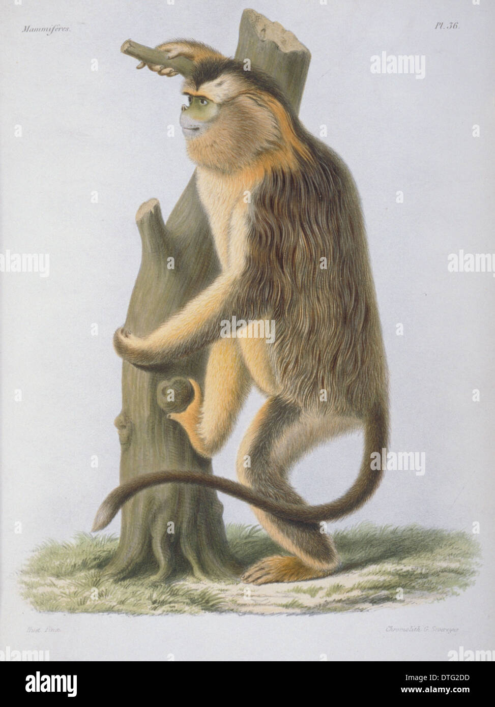 Rhinopithecus roxellanae, snub-nosed monkey Banque D'Images