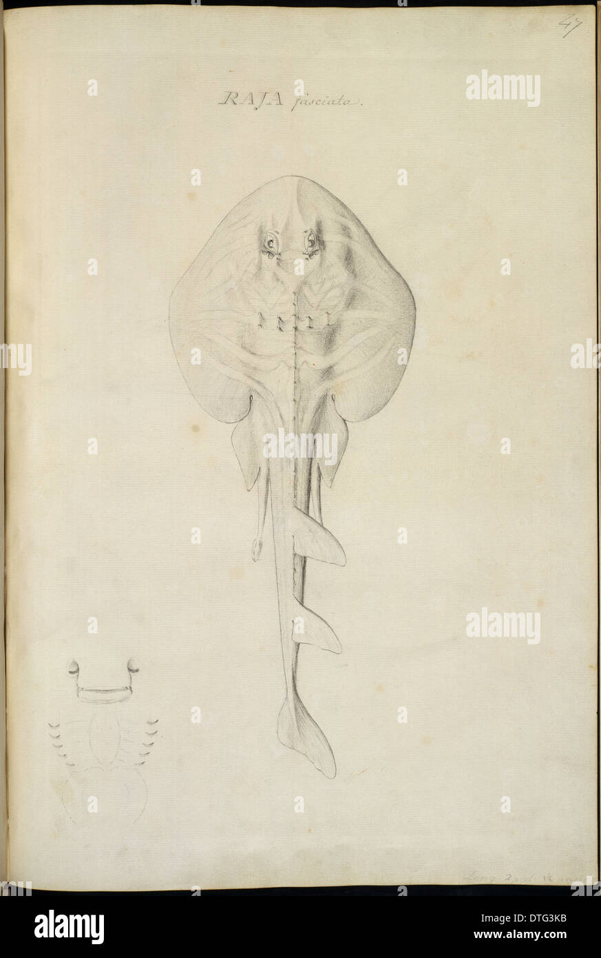 Trygonorhina fasciata, le sud de fiddler ray Banque D'Images