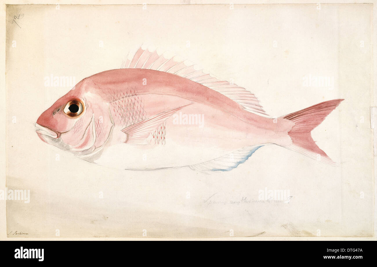 Pagrosomus auratus, snapper Banque D'Images