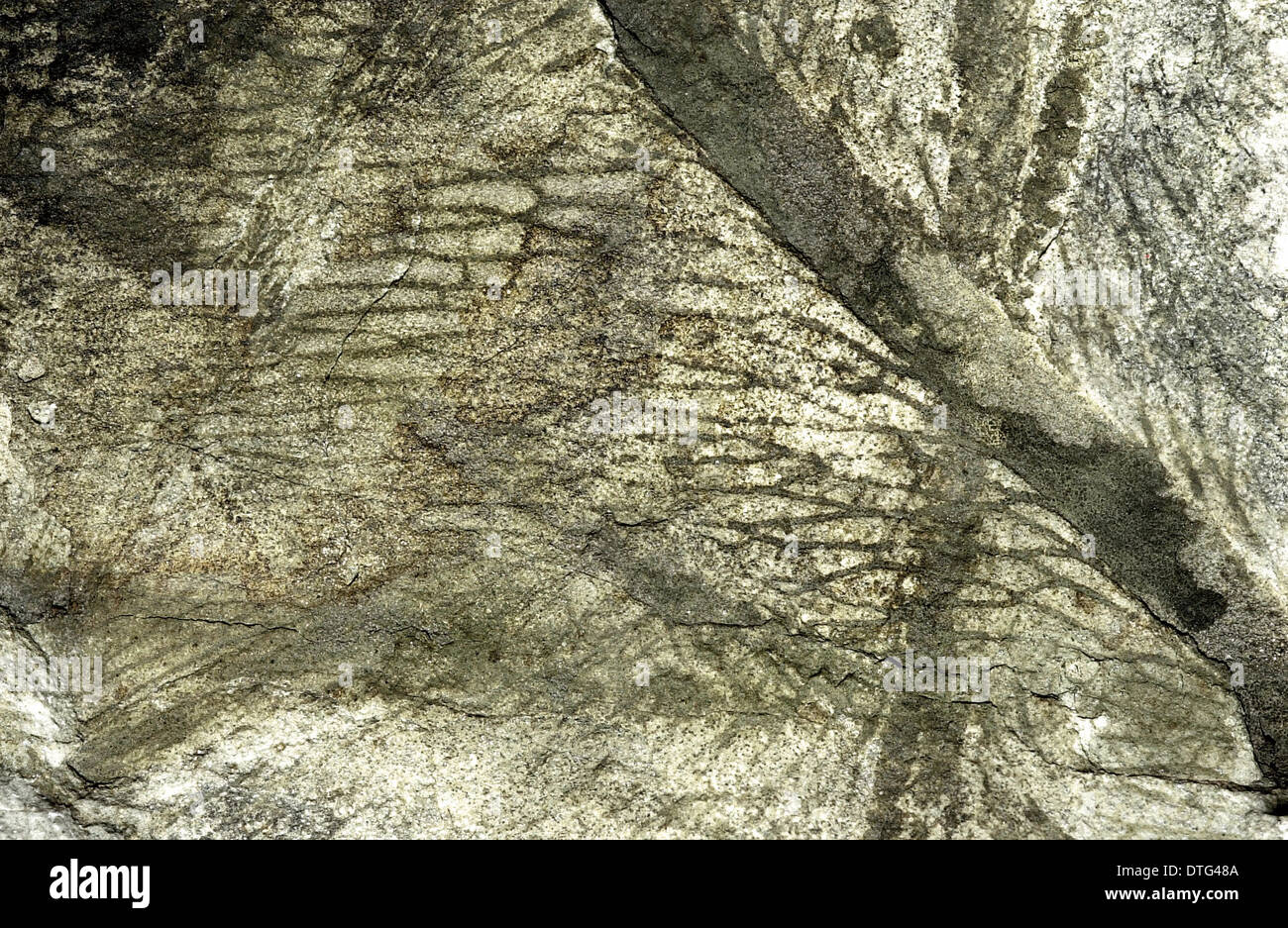 Glossopteris indica, feuilles fossiles de l'Antarctique Banque D'Images